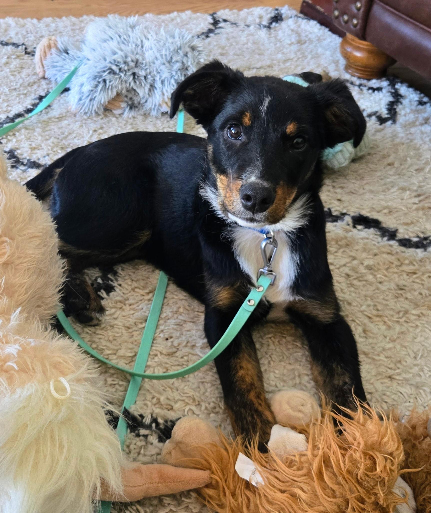 Beau, ADOPTABLE, Puppy Male Border Collie & Shepherd.