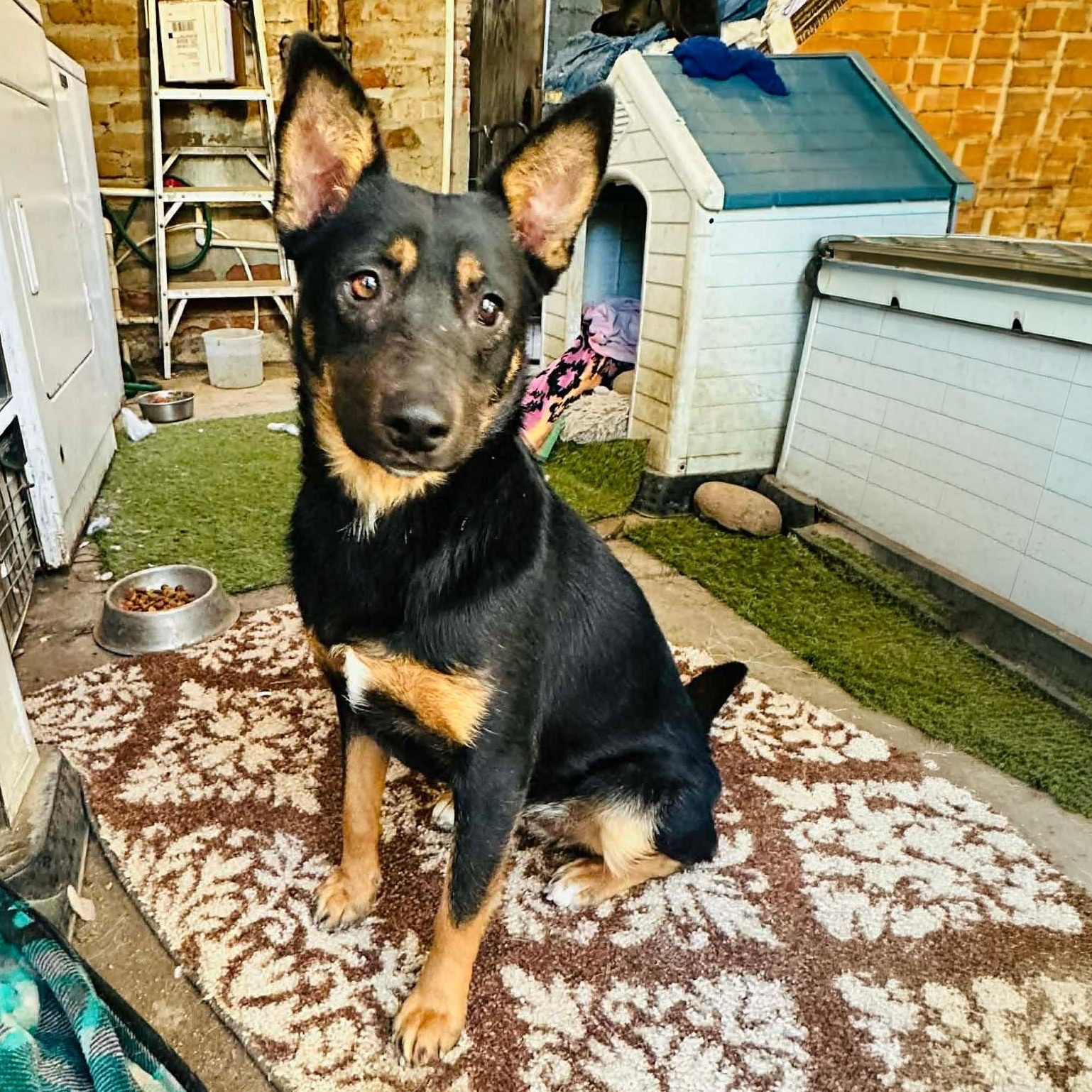 Enlarge Queenie, a ADOPTABLE mixed breed in San Diego, CA image 1/5