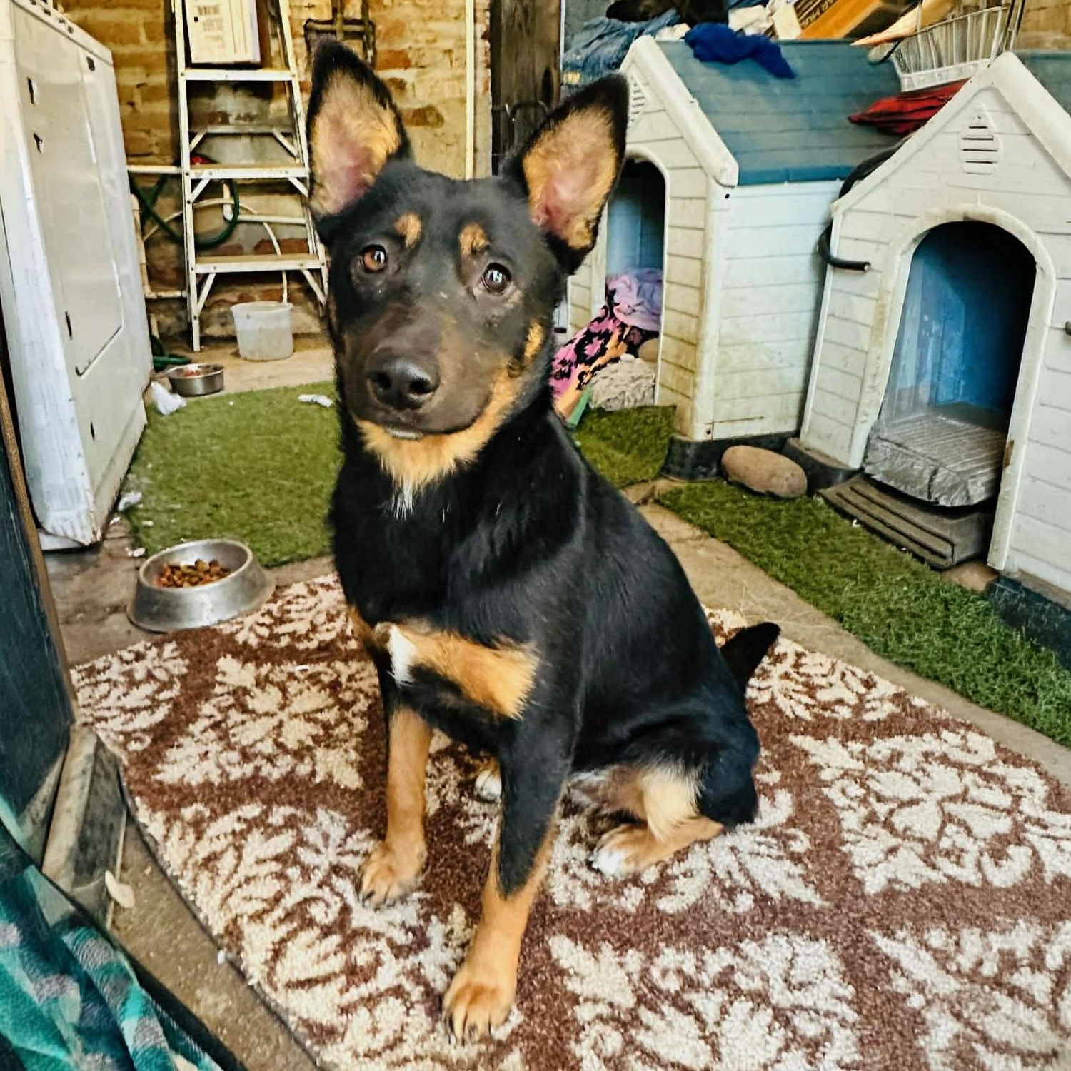 Enlarge Queenie, a ADOPTABLE mixed breed in San Diego, CA image 5/5