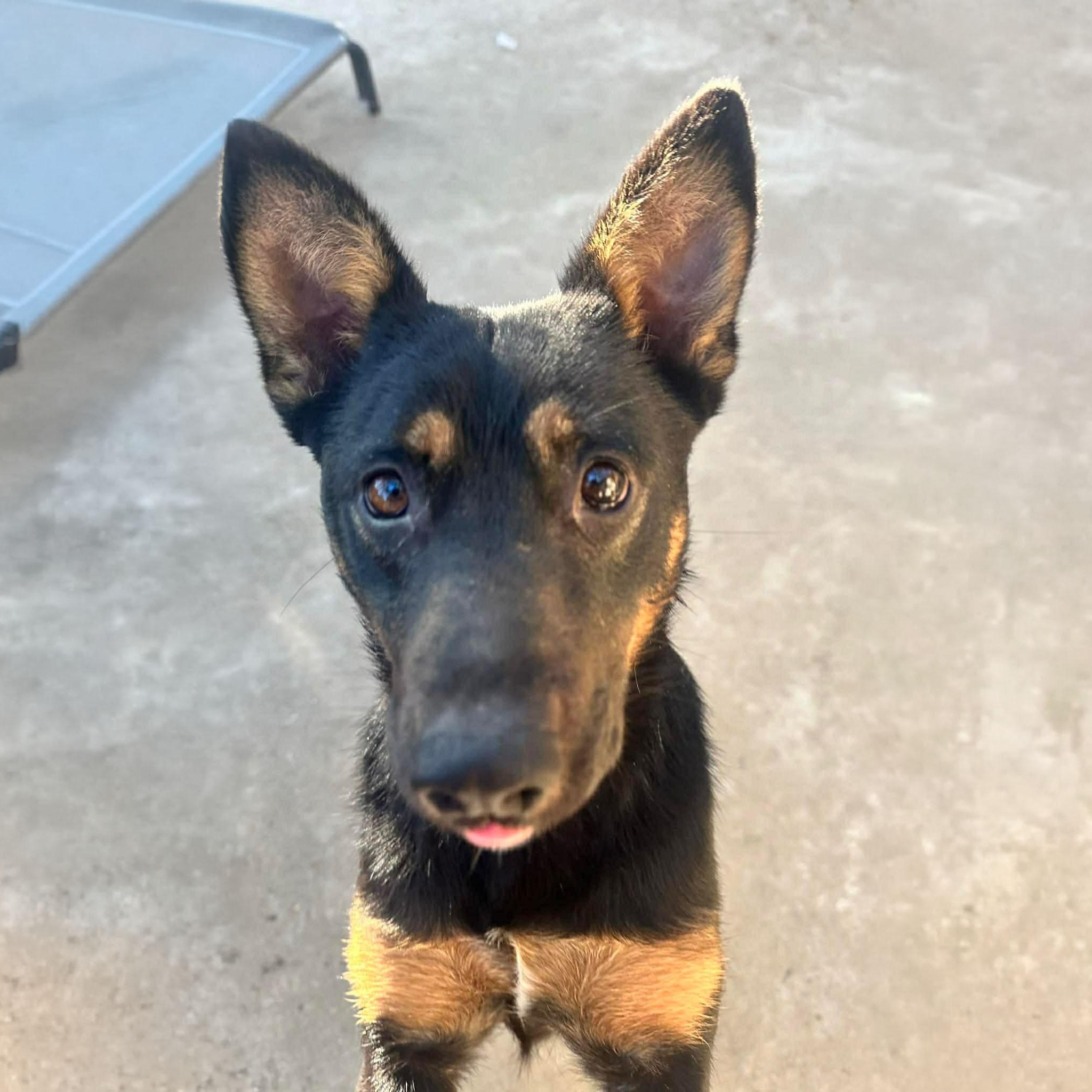 Enlarge Queenie, a ADOPTABLE mixed breed in San Diego, CA image 2/5