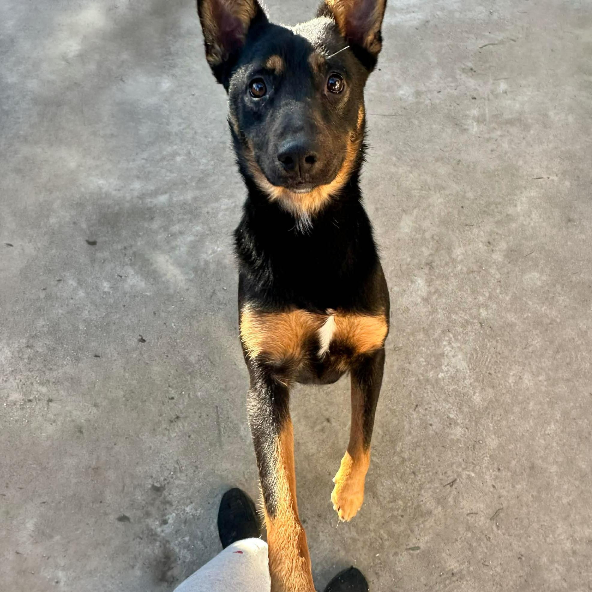 Enlarge Queenie, a ADOPTABLE mixed breed in San Diego, CA image 4/5