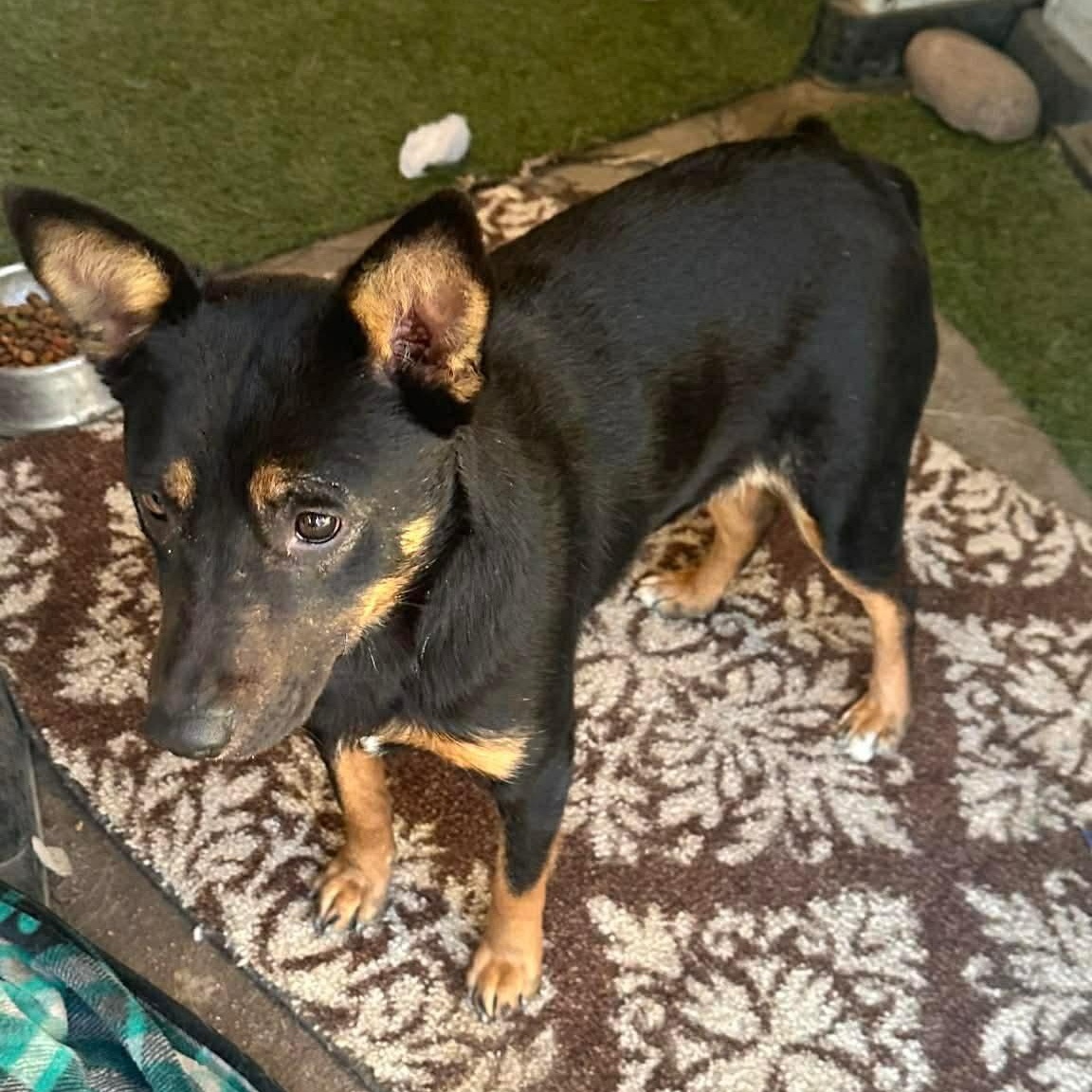 Enlarge Queenie, a ADOPTABLE mixed breed in San Diego, CA image 3/5