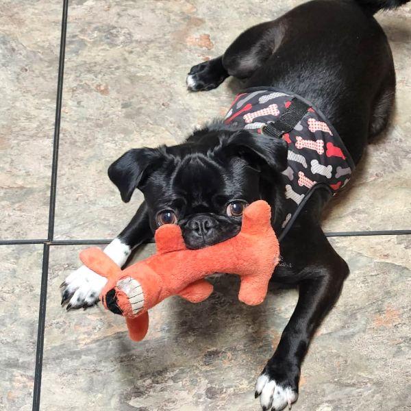Cleo, adopted, Young Female Pug.