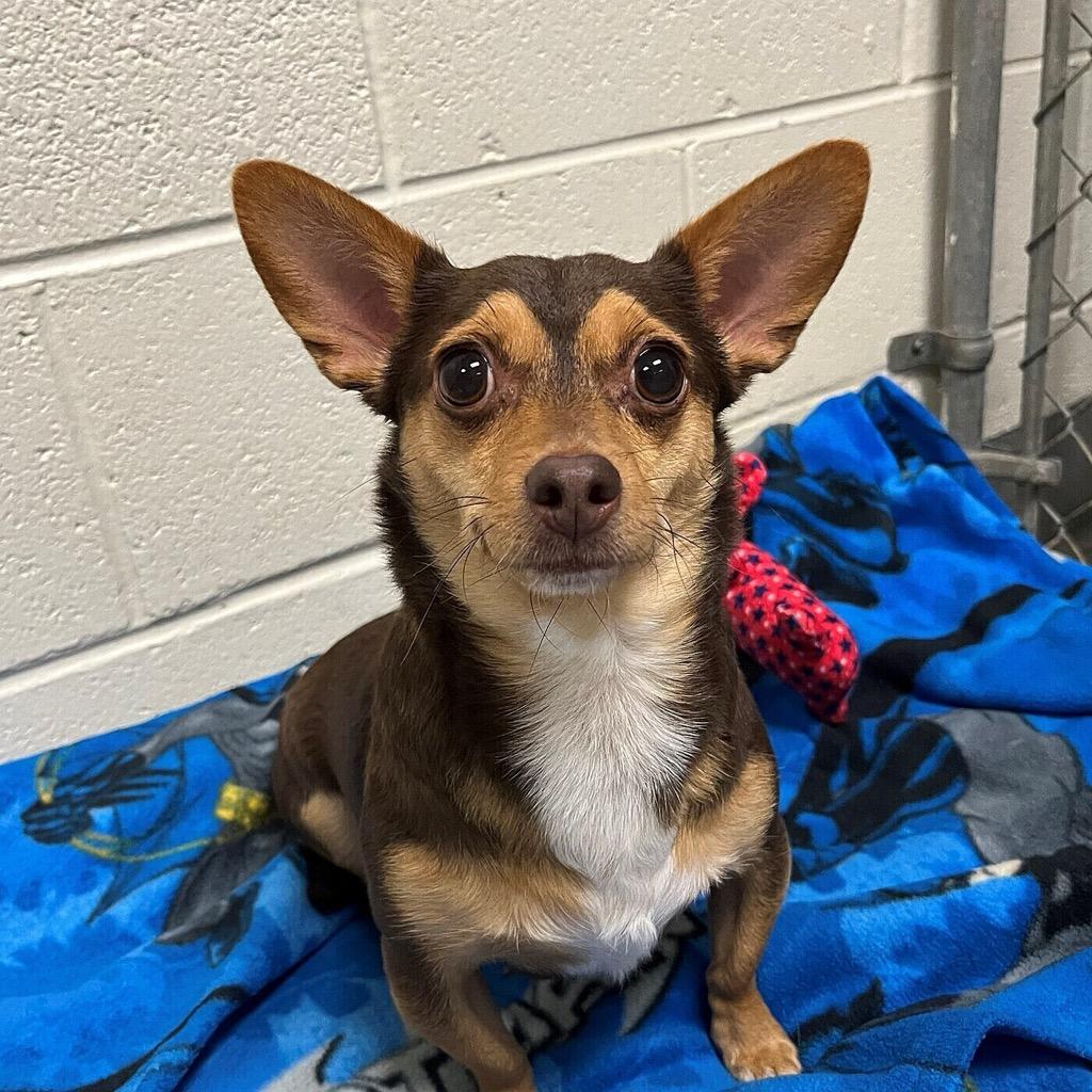 Archie, Adoptable, Adult Male Chihuahua.