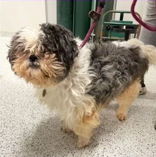Danny: Blind, Hospice and needs SPONSORS!