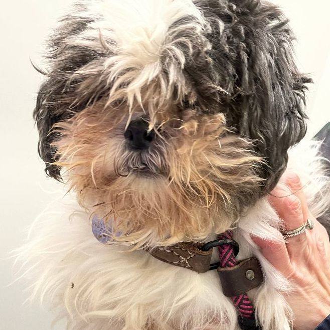 Danny: Blind, Hospice and needs SPONSORS!