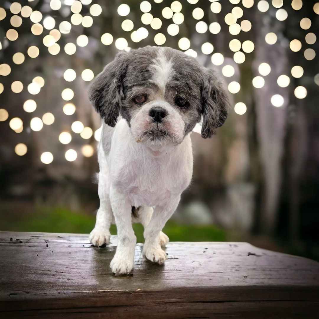 Danny: Blind, Hospice and needs SPONSORS!