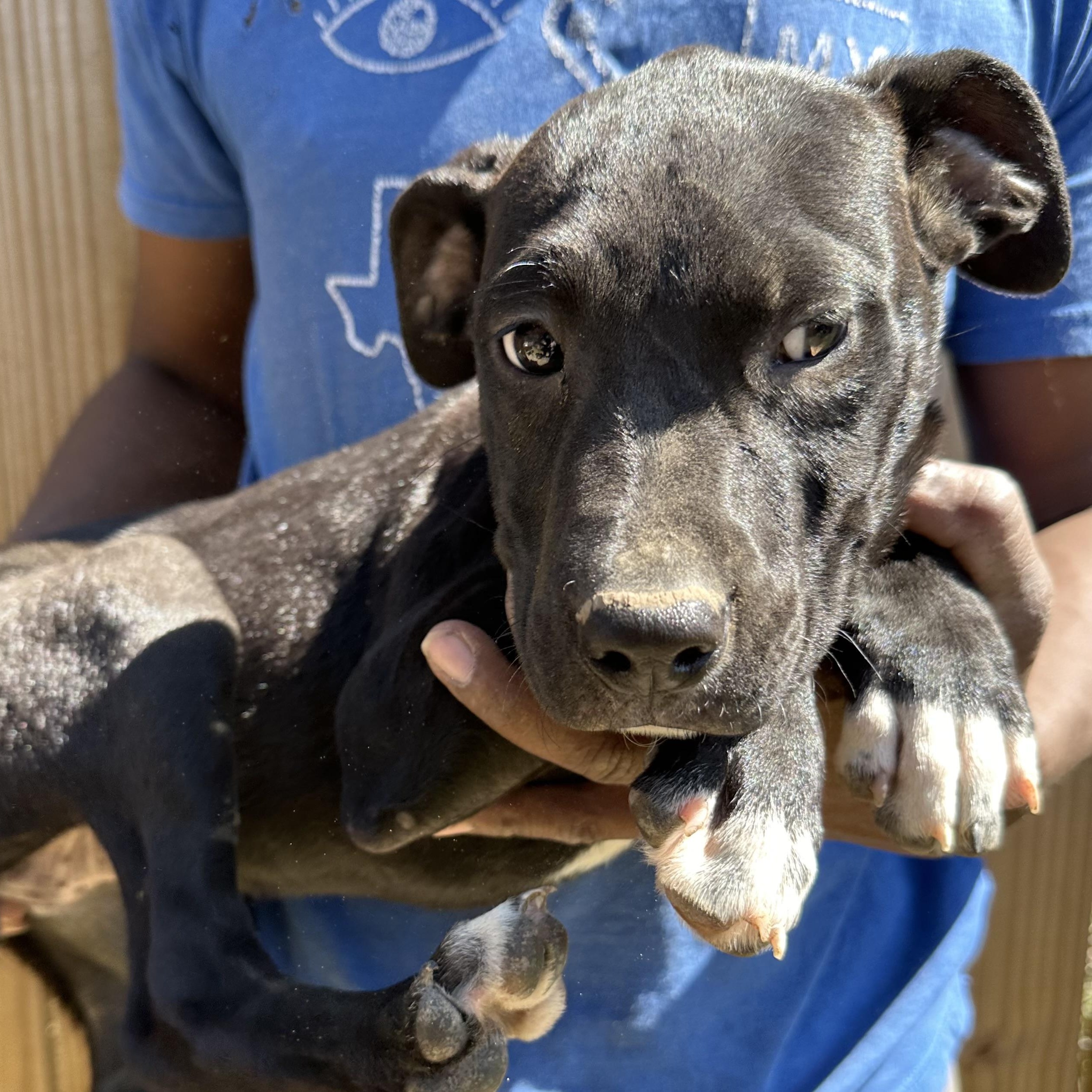 Bean - Local May 22-24, adoptable, Puppy Female Labrador Retriever.