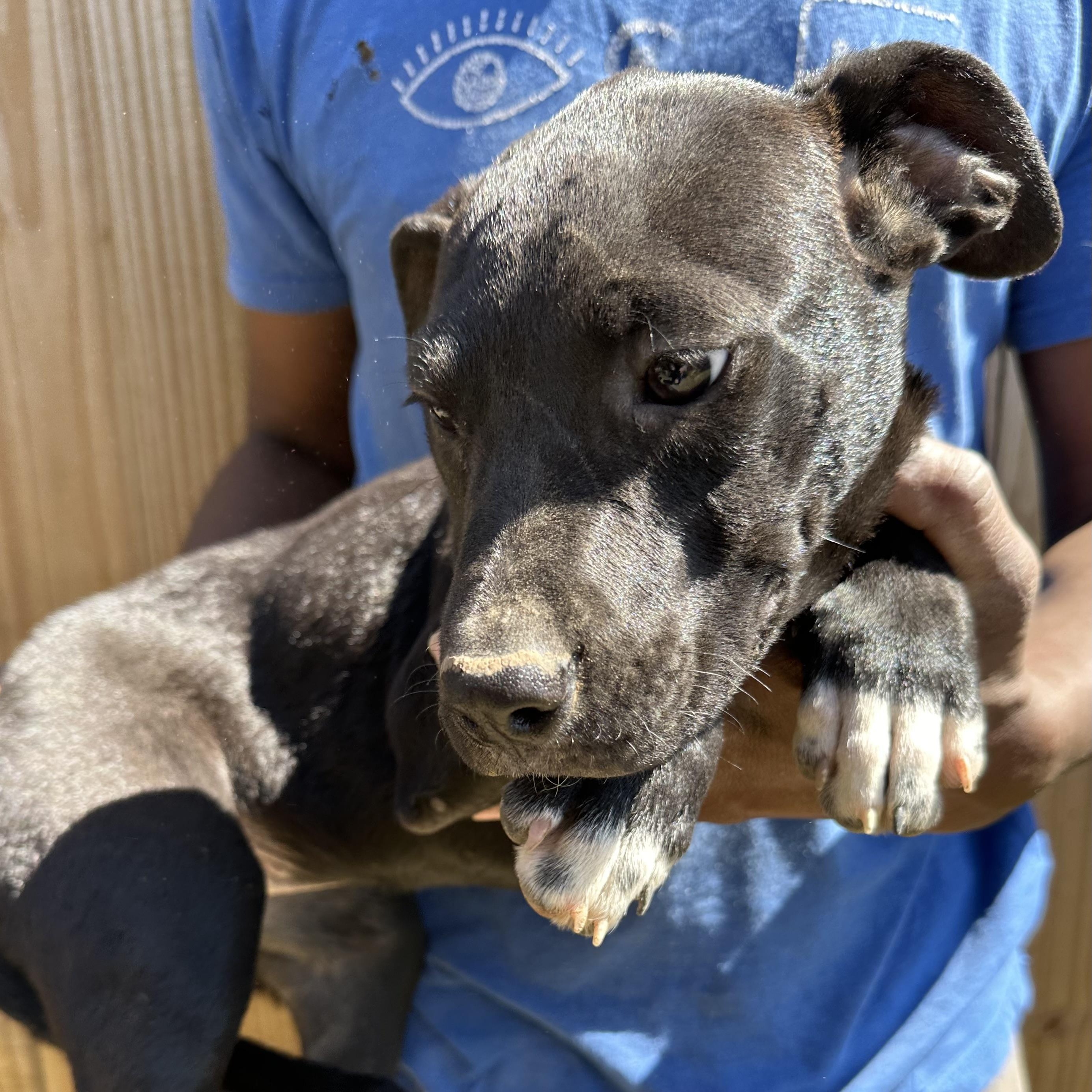 Enlarge Bean - Local May 22-24, an adoptable mixed breed in Westerly, RI image 2/6