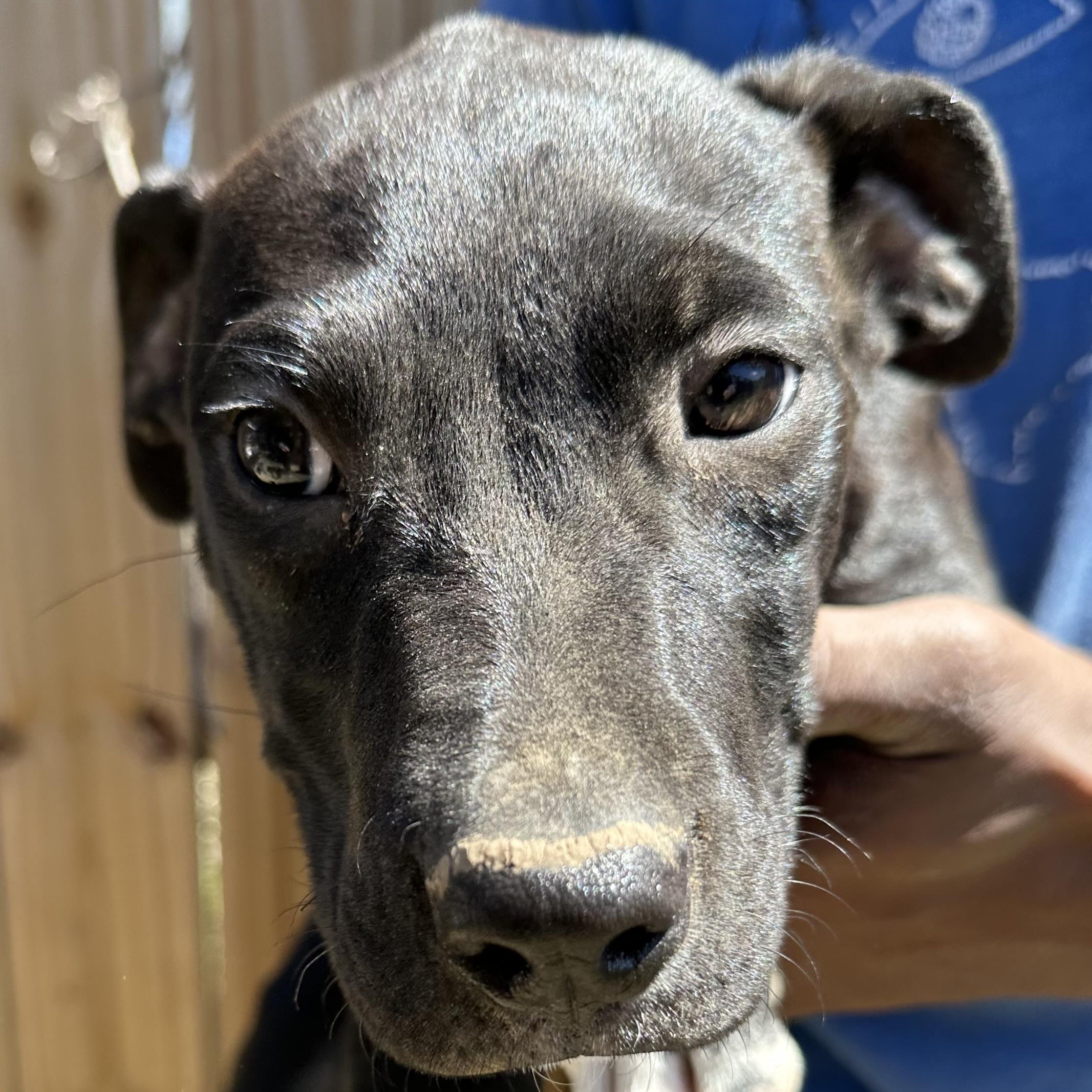 Enlarge Bean - Local May 22-24, an adoptable mixed breed in Westerly, RI image 6/6