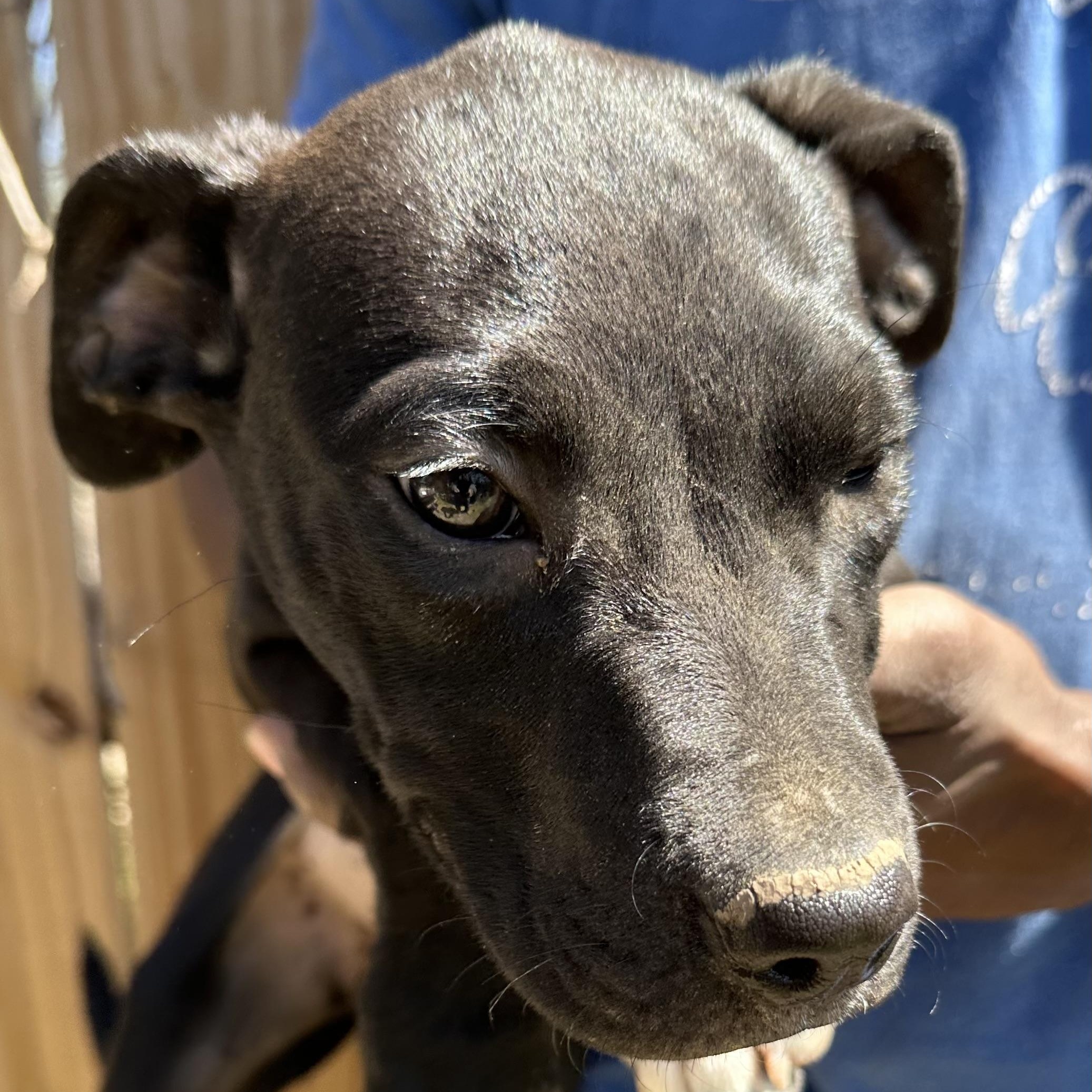 Enlarge Bean - Local May 22-24, an adoptable mixed breed in Westerly, RI image 3/6