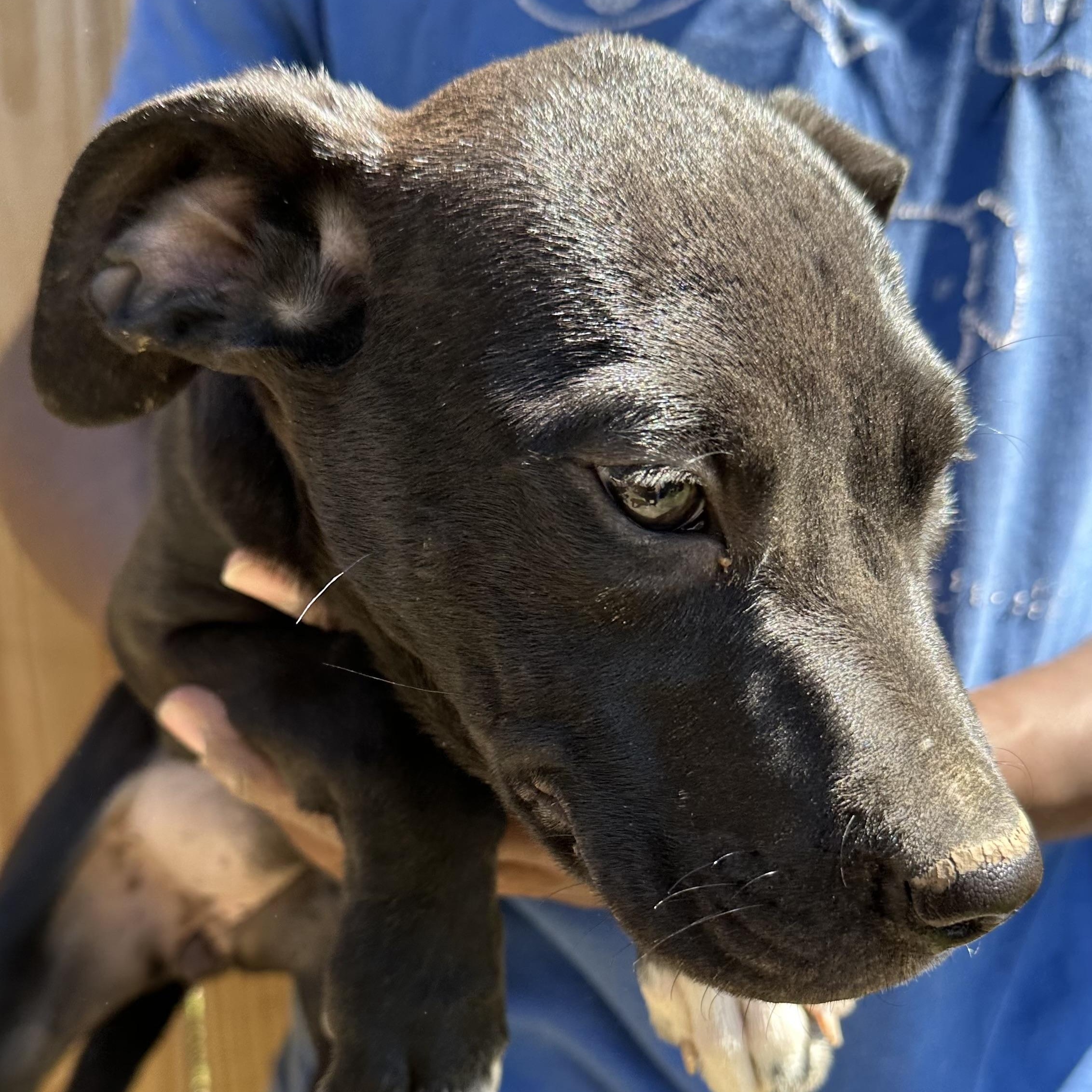 Enlarge Bean - Local May 22-24, an adoptable mixed breed in Westerly, RI image 5/6