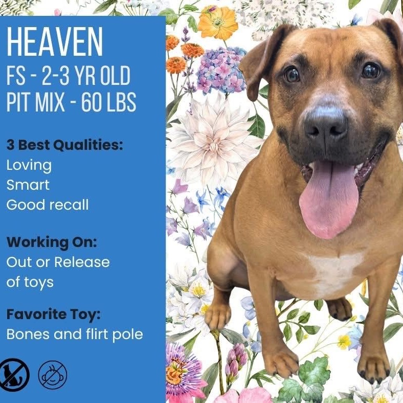Heaven *available for adoption special*, Adoptable, Adult Female Pit Bull Terrier.