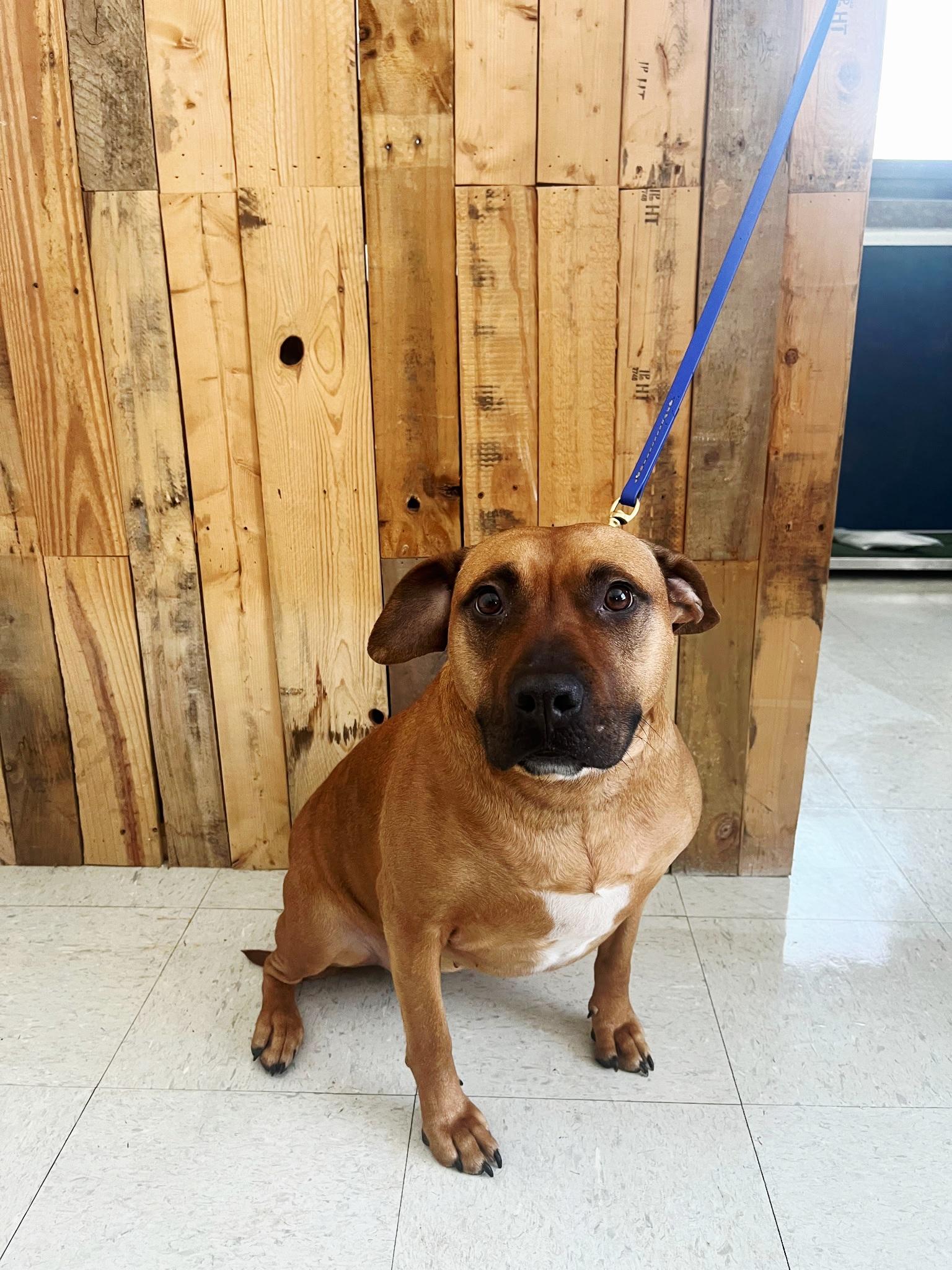 Heaven *available for adoption special*, Adoptable, Adult Female Pit Bull Terrier.