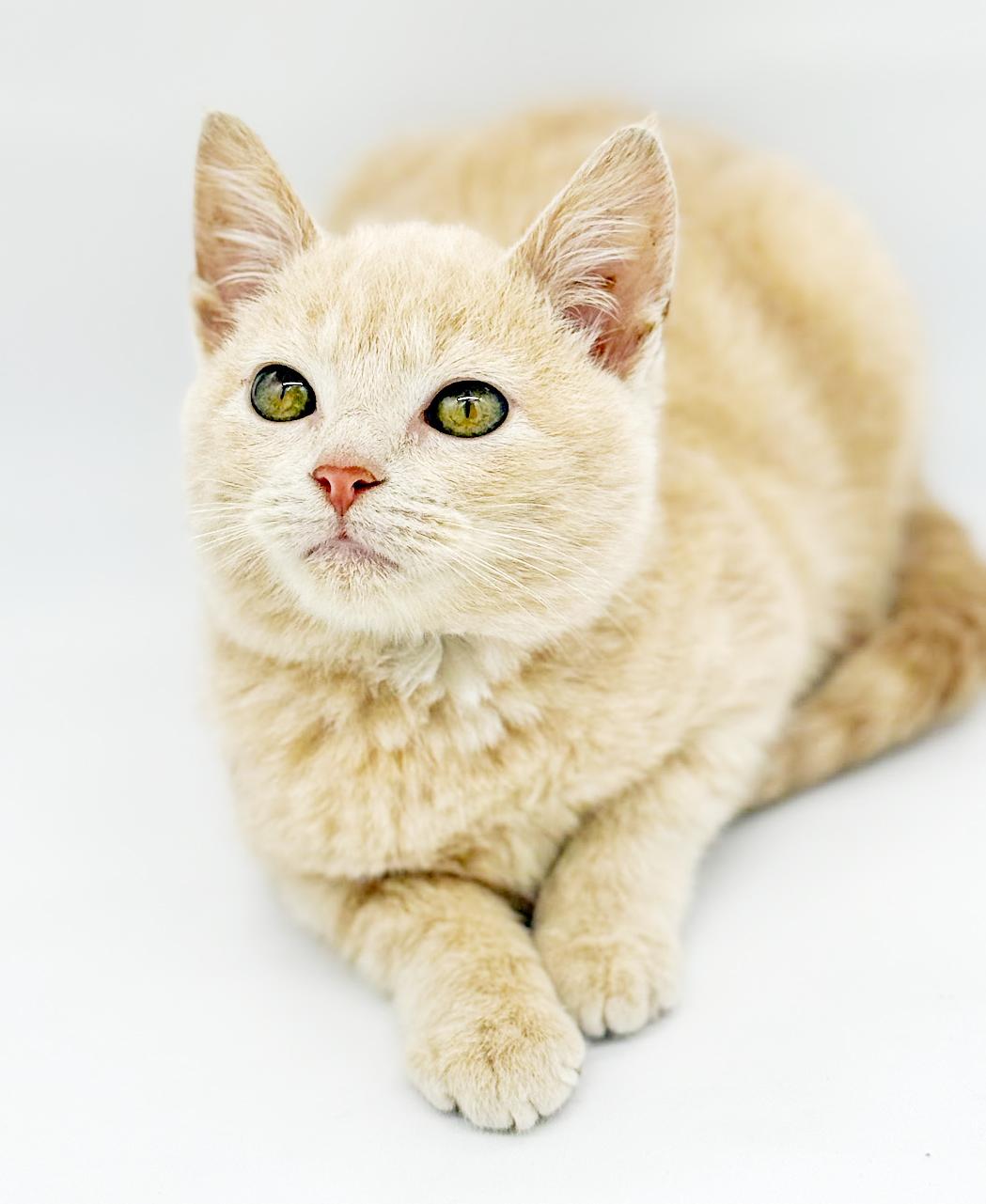 Enlarge Pipsqueak is the MOST precious! Teeny tiny poofy and WOW sweet!, an adopted Tabby in Bedford Hills, NY image 3/6