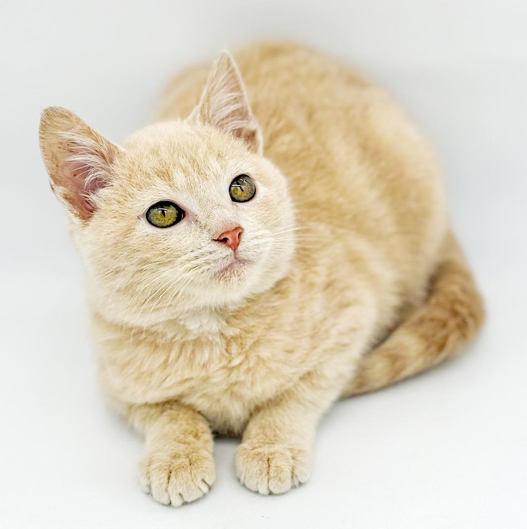 Enlarge Pipsqueak is the MOST precious! Teeny tiny poofy and WOW sweet!, an adopted Tabby in Bedford Hills, NY image 2/6