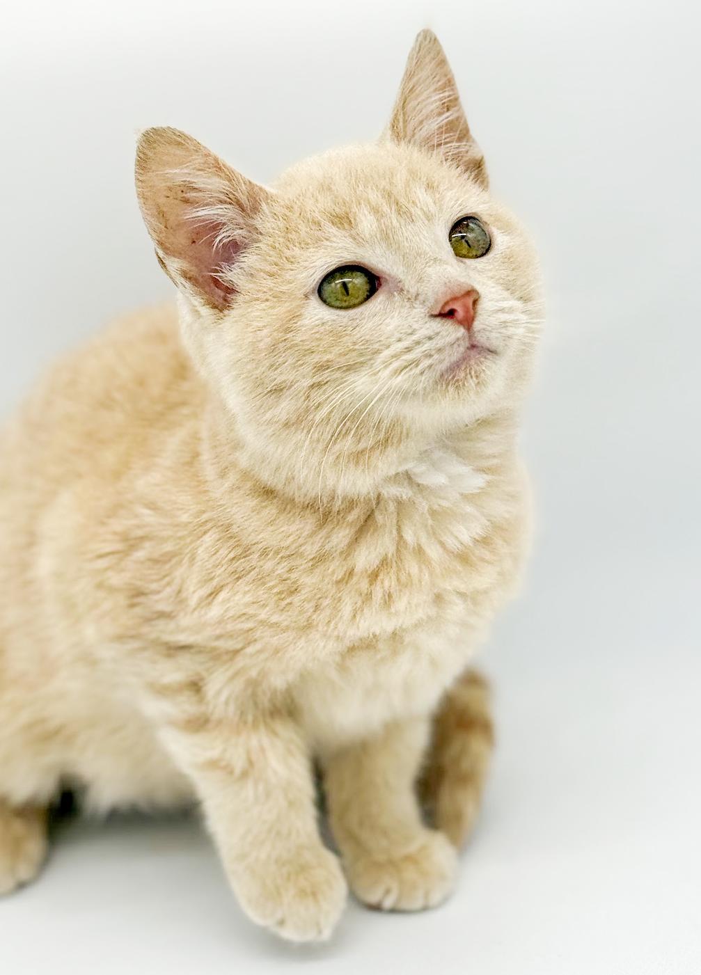 Enlarge Pipsqueak is the MOST precious! Teeny tiny poofy and WOW sweet!, an adopted Tabby in Bedford Hills, NY image 6/6