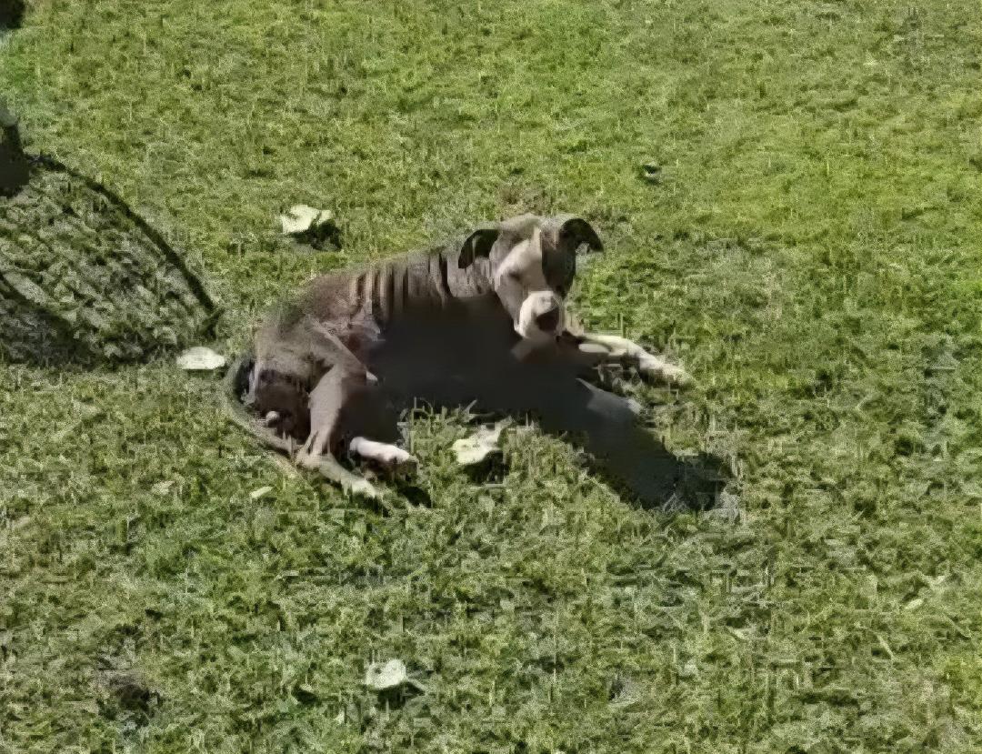 Enlarge Luna, a Adoptable mixed breed in Clive, IA image 6/6