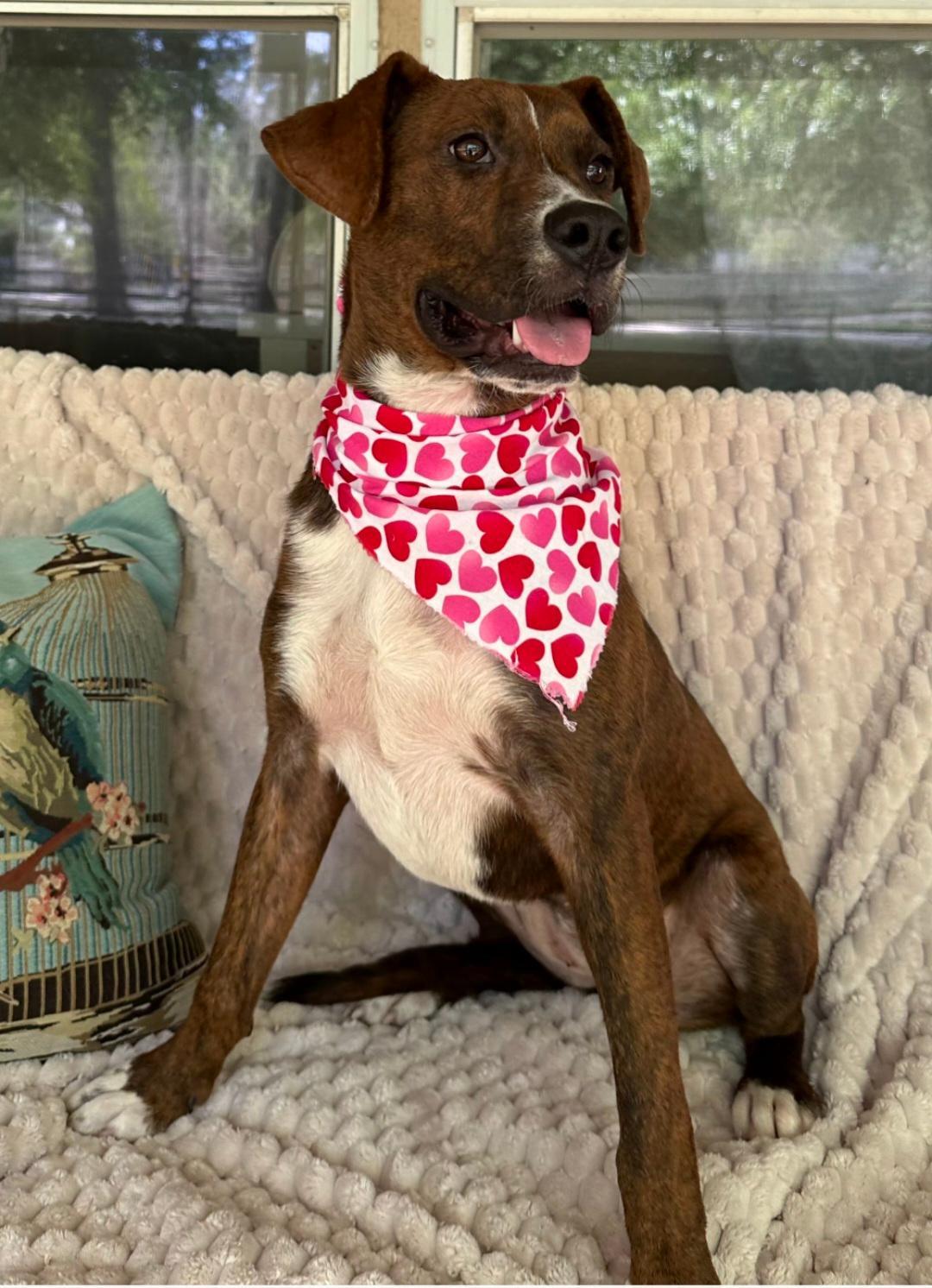 Enlarge Luna, a Adoptable mixed breed in Clive, IA image 5/6