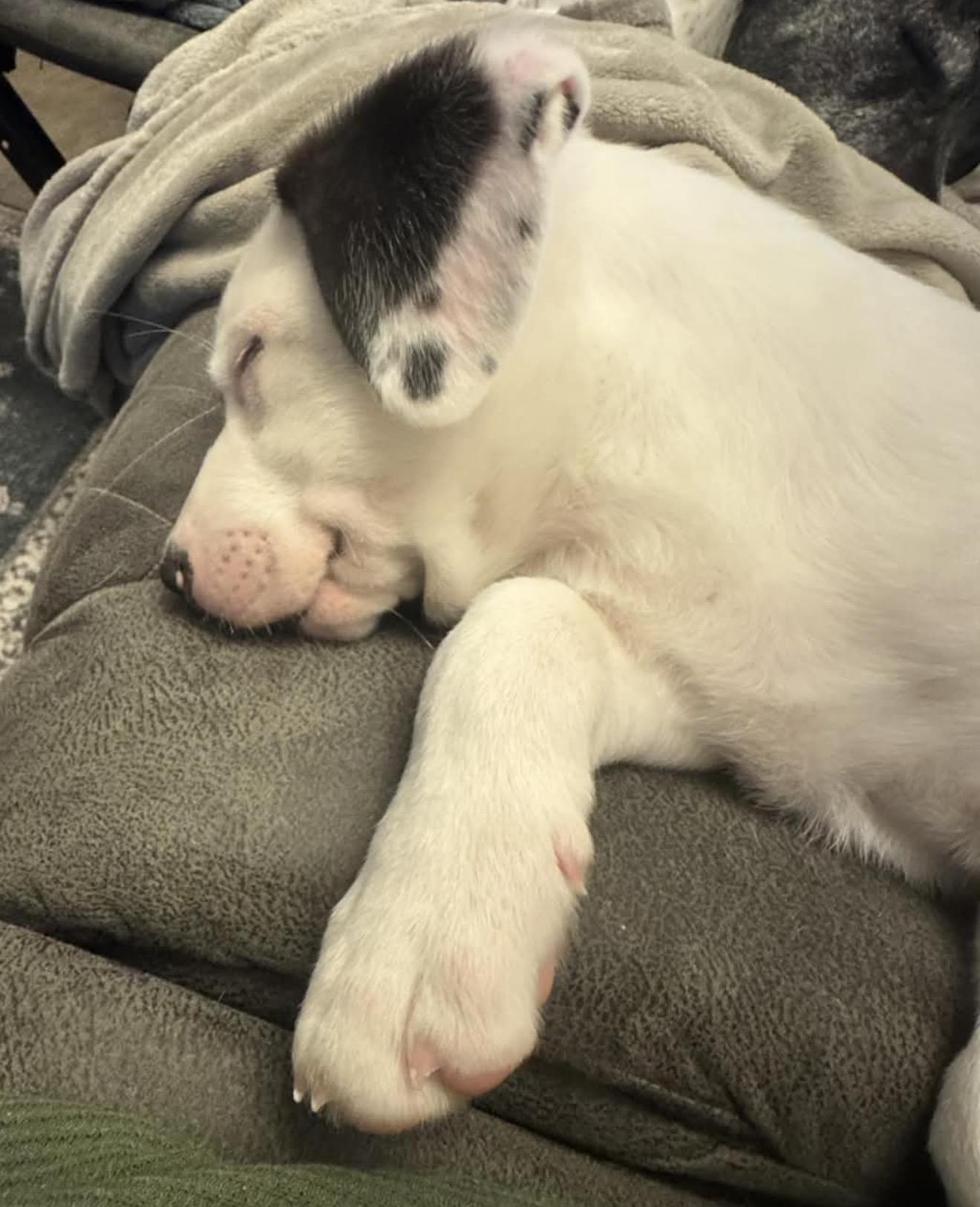 Eli, Adopted, Young Male Pit Bull Terrier.