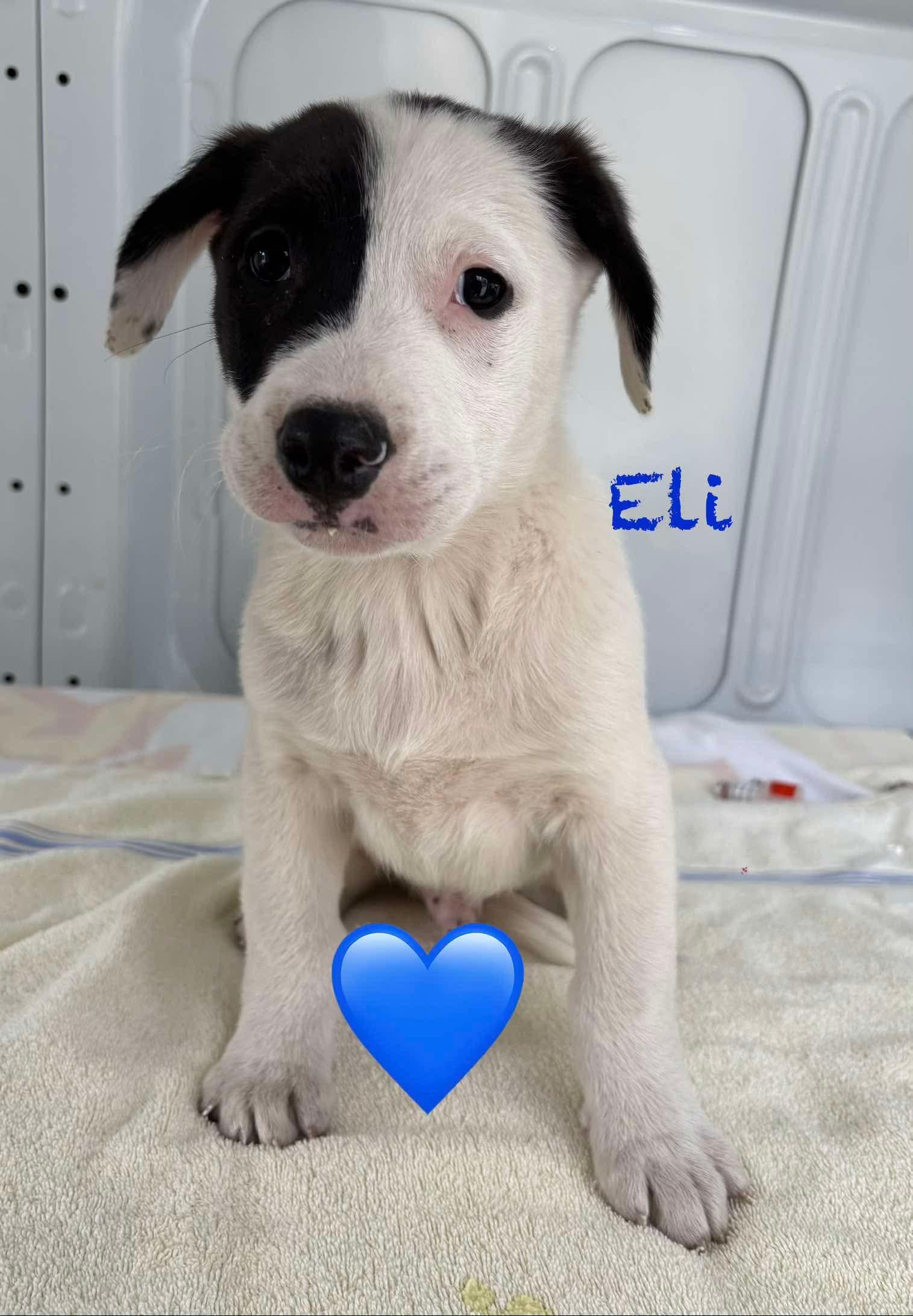 Eli, a Adopted mixed breed in Minneapolis, MN image 2/6