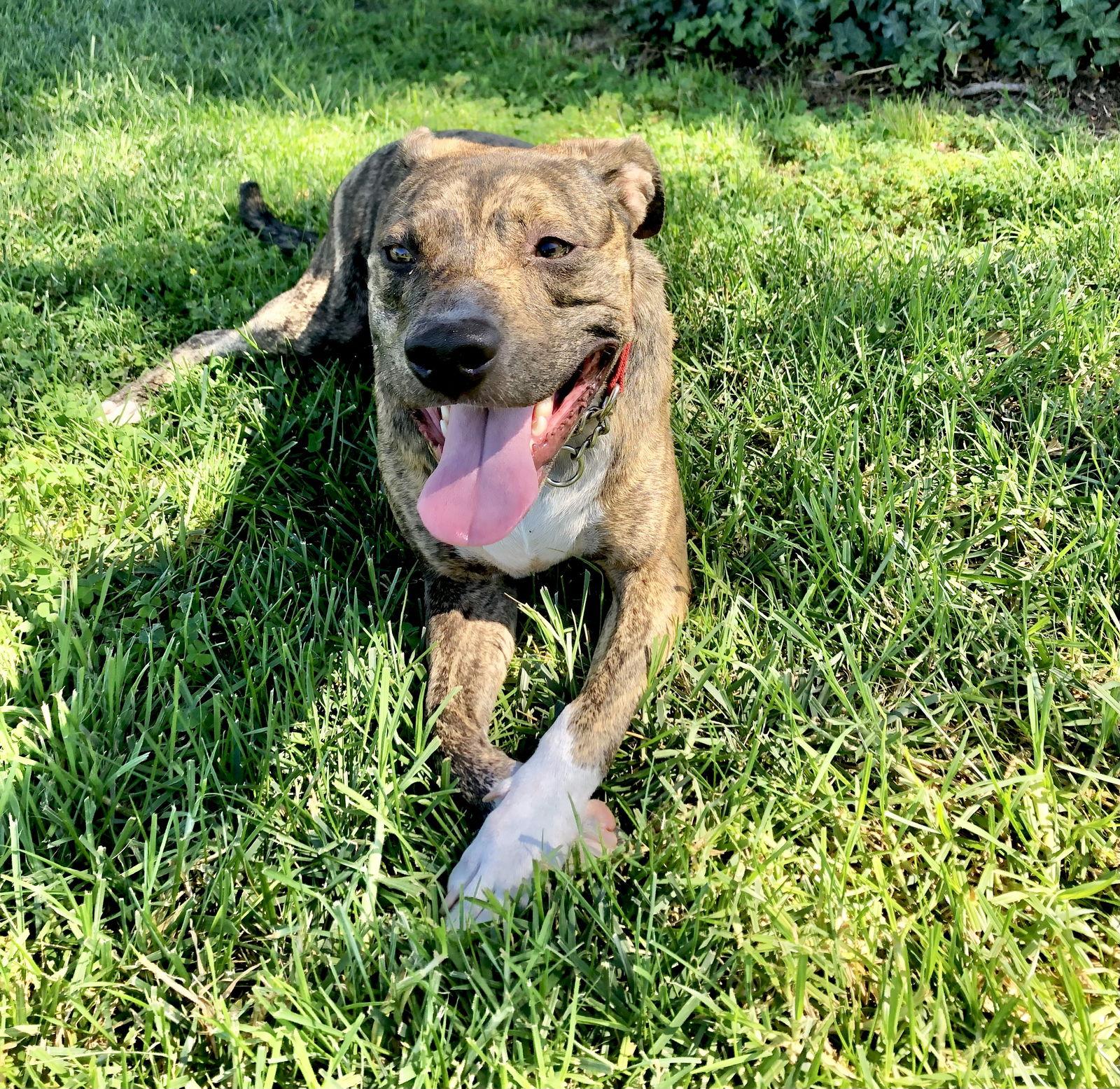 Enlarge Jinx, a Adoptable mixed breed in San Bernardino, CA image 1/6