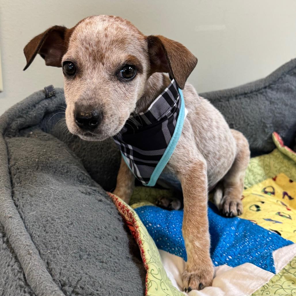 Winston, Adoptable, Puppy Male Australian Cattle Dog / Blue Heeler.