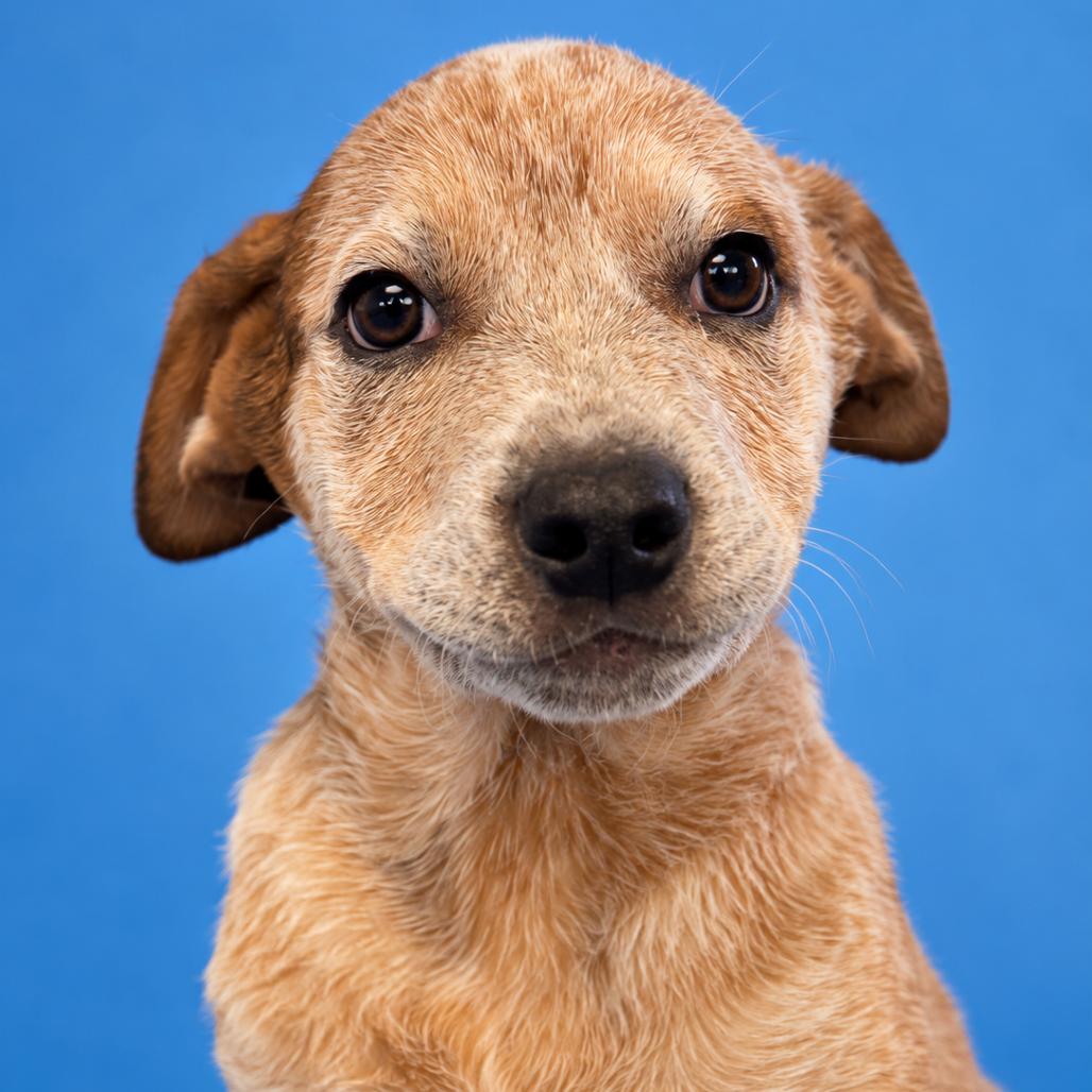 Enlarge Winston, a Adoptable Australian Cattle Dog / Blue Heeler in Mankato, MN image 2/6