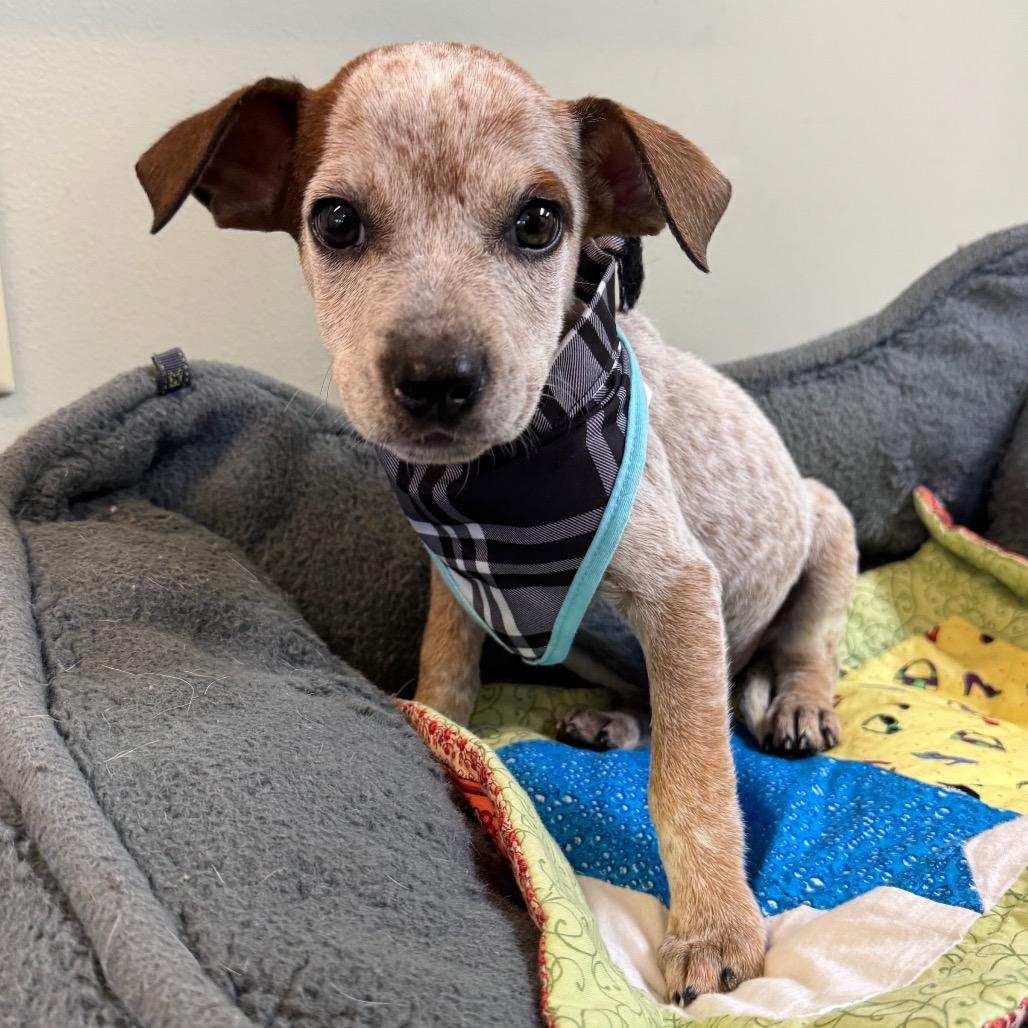Enlarge Winston, a Adoptable Australian Cattle Dog / Blue Heeler in Mankato, MN image 3/6