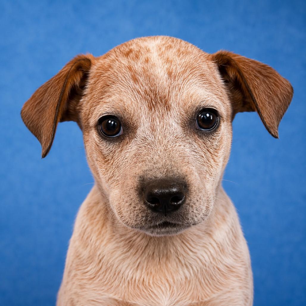 Enlarge Winston, a Adoptable Australian Cattle Dog / Blue Heeler in Mankato, MN image 4/6