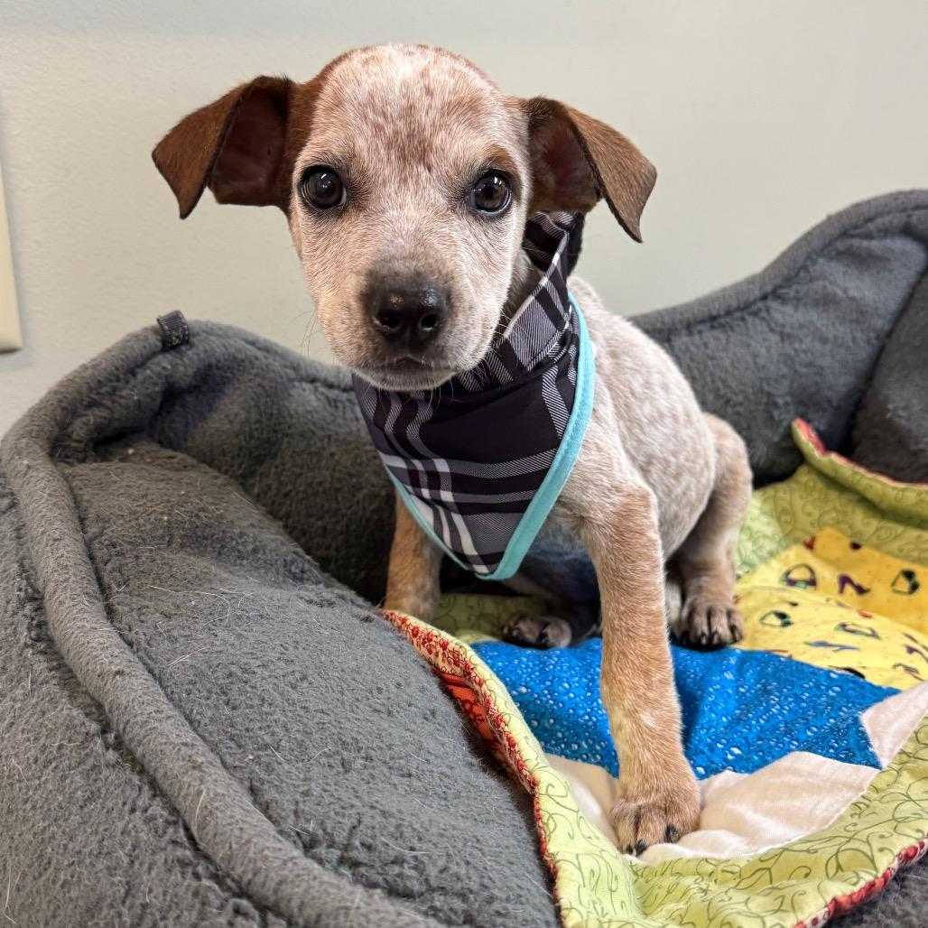 Enlarge Winston, a Adoptable Australian Cattle Dog / Blue Heeler in Mankato, MN image 5/6