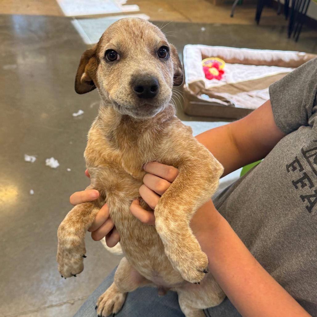 Enlarge Winston, a Adoptable Australian Cattle Dog / Blue Heeler in Mankato, MN image 6/6