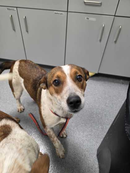 Hot Fudge, adopted, Adult Female Beagle.