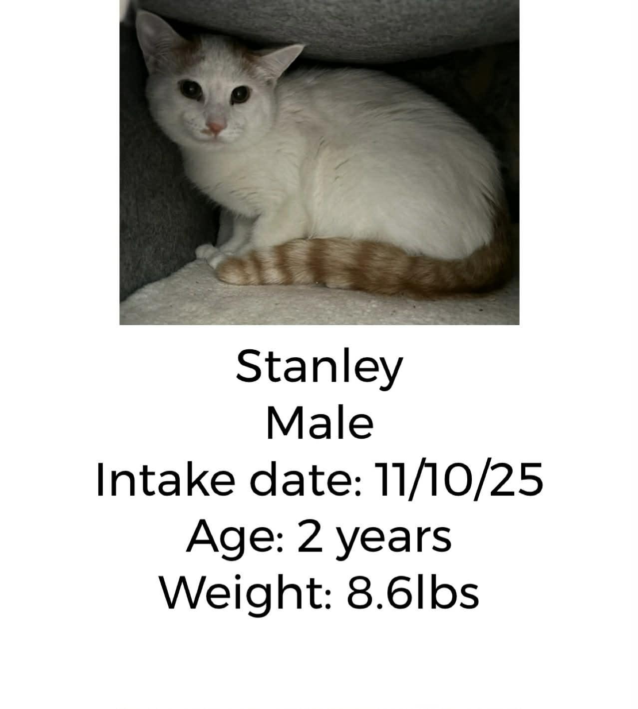 Enlarge Stanley, a Adoptable Domestic Short Hair in Staffordsville, KY image 1/1