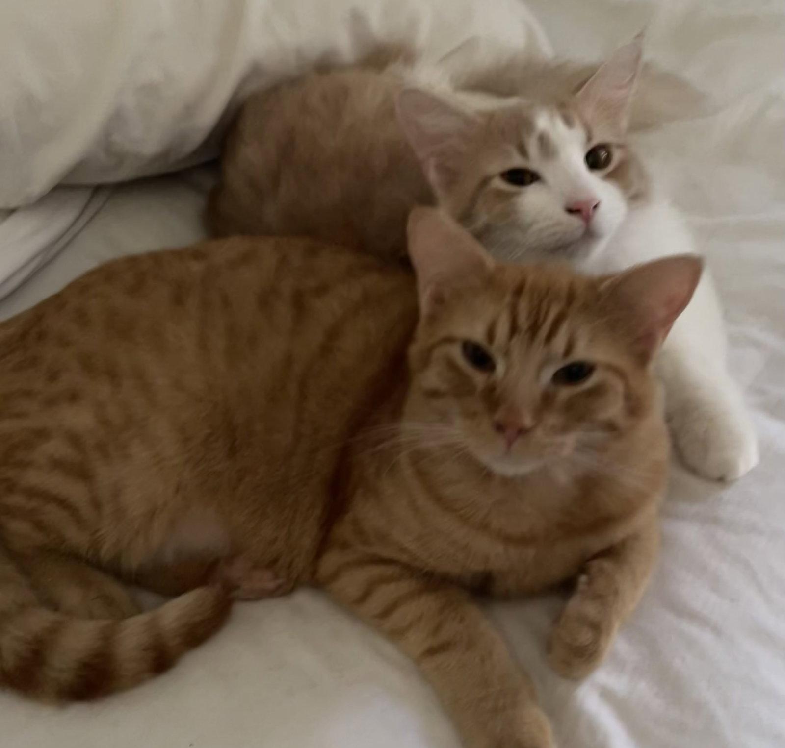 Biscotti, Adoptable, Young Male Domestic Short Hair & Tabby.
