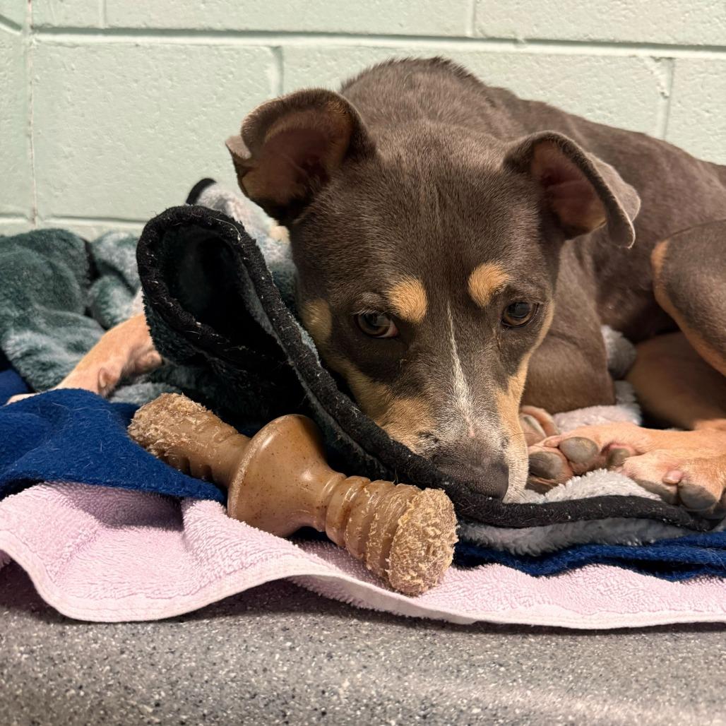 Enlarge El, a Adoptable Mixed Breed in Fredericksburg, VA image 1/6