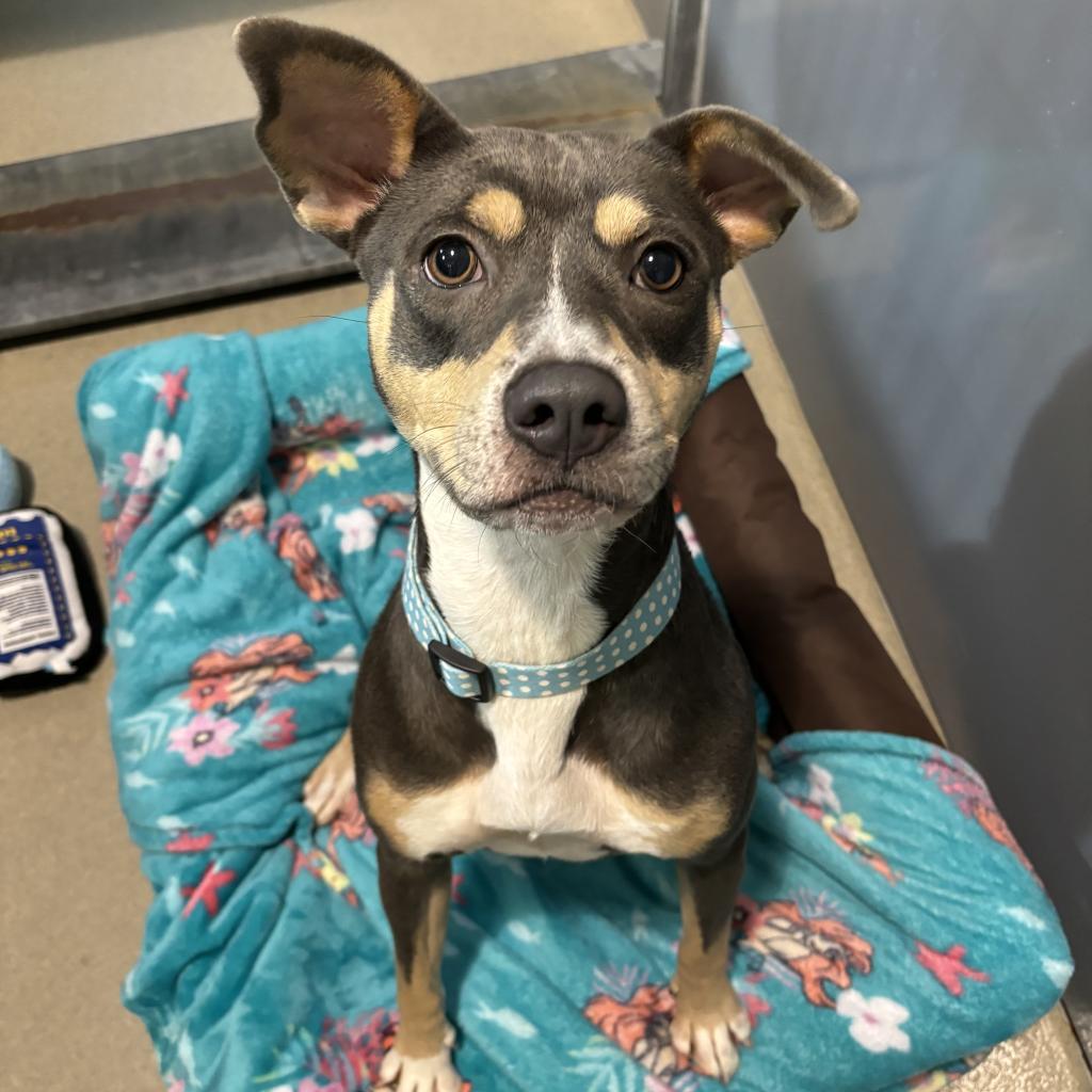 Enlarge El, a Adoptable Mixed Breed in Fredericksburg, VA image 1/3