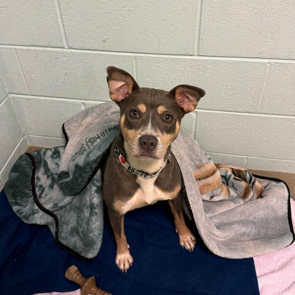 Enlarge El, a Adoptable Mixed Breed in Fredericksburg, VA image 3/6