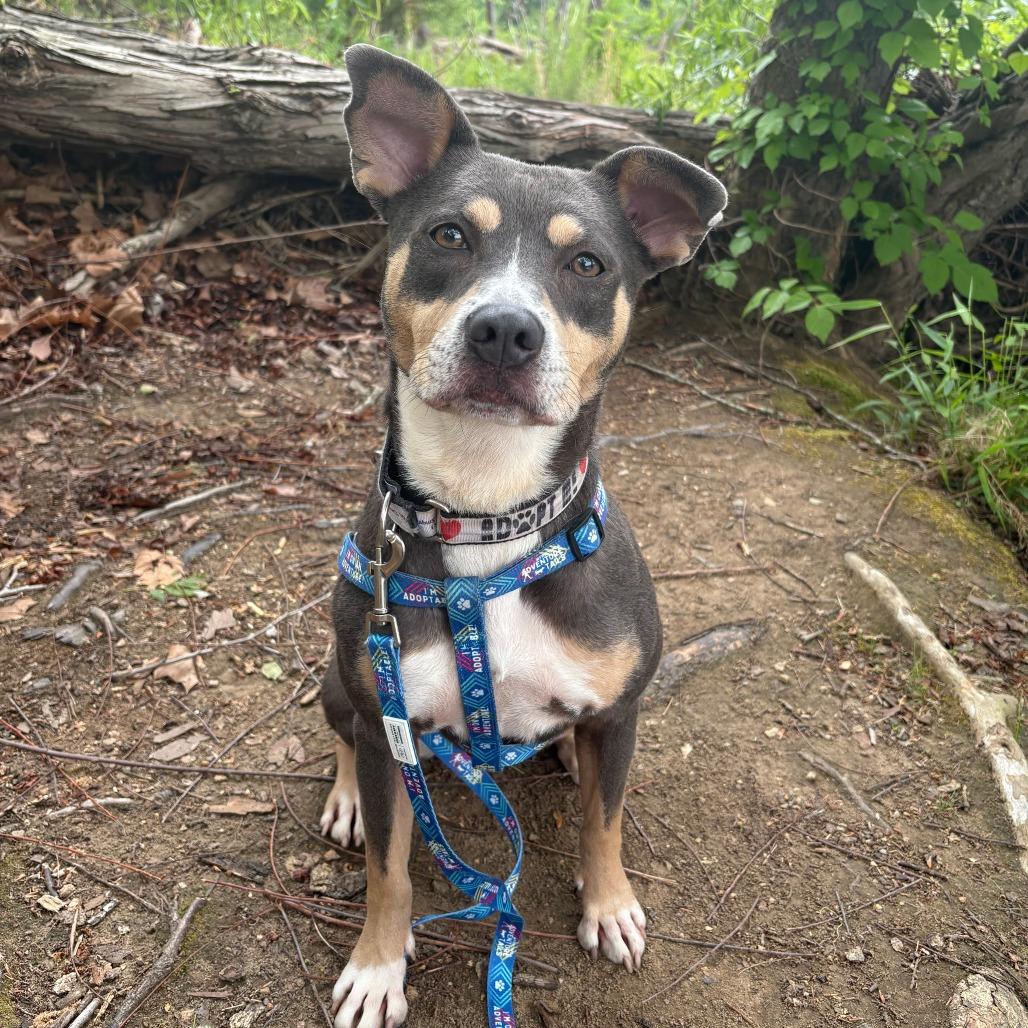 El, a Adoptable Mixed Breed in Fredericksburg, VA image 4/6