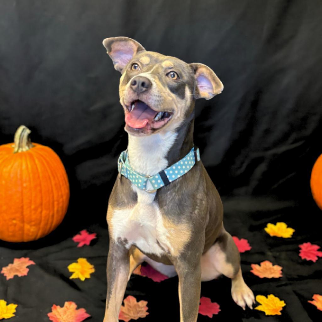 Enlarge El, a Adoptable Mixed Breed in Fredericksburg, VA image 2/3