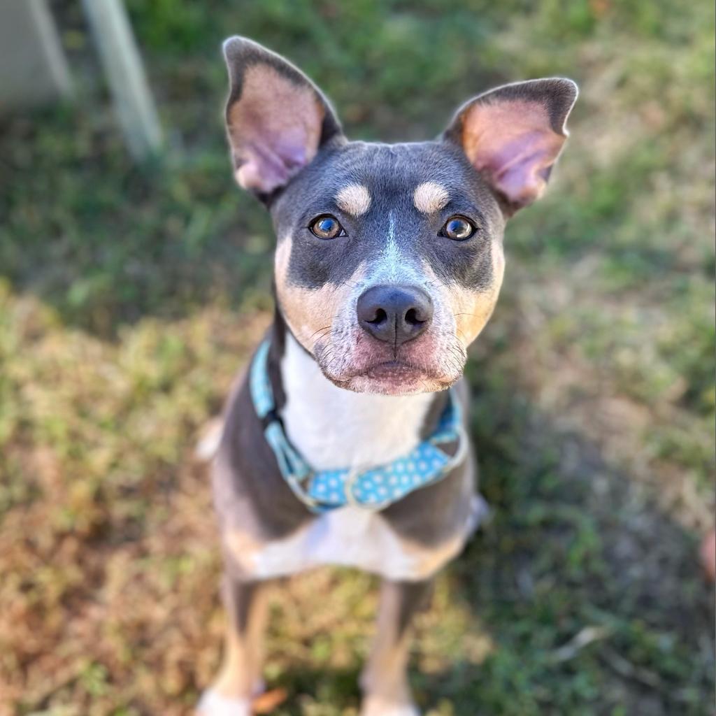 Enlarge El, a Adoptable Mixed Breed in Fredericksburg, VA image 3/3