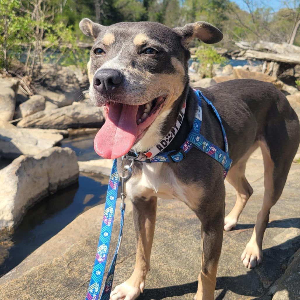 Enlarge El, a Adoptable Mixed Breed in Fredericksburg, VA image 5/6