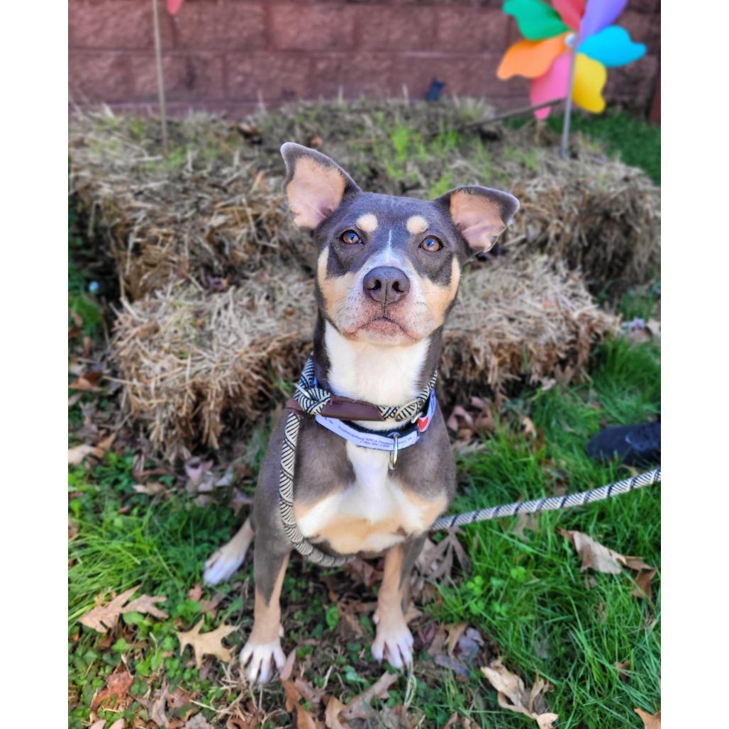 Enlarge El, a Adoptable Mixed Breed in Fredericksburg, VA image 6/6