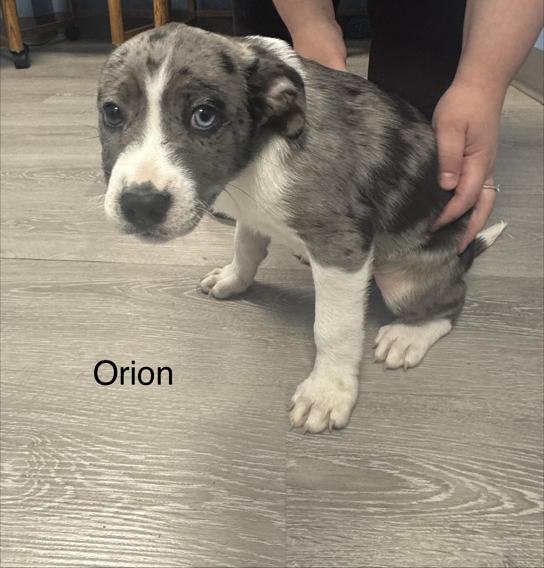 Enlarge Orion, an adopted Hound in Ulster, PA image 1/1