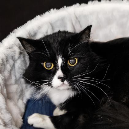 Enlarge McIntosh (BARN CAT), a Adoptable mixed breed in Camano Island, WA image 1/1