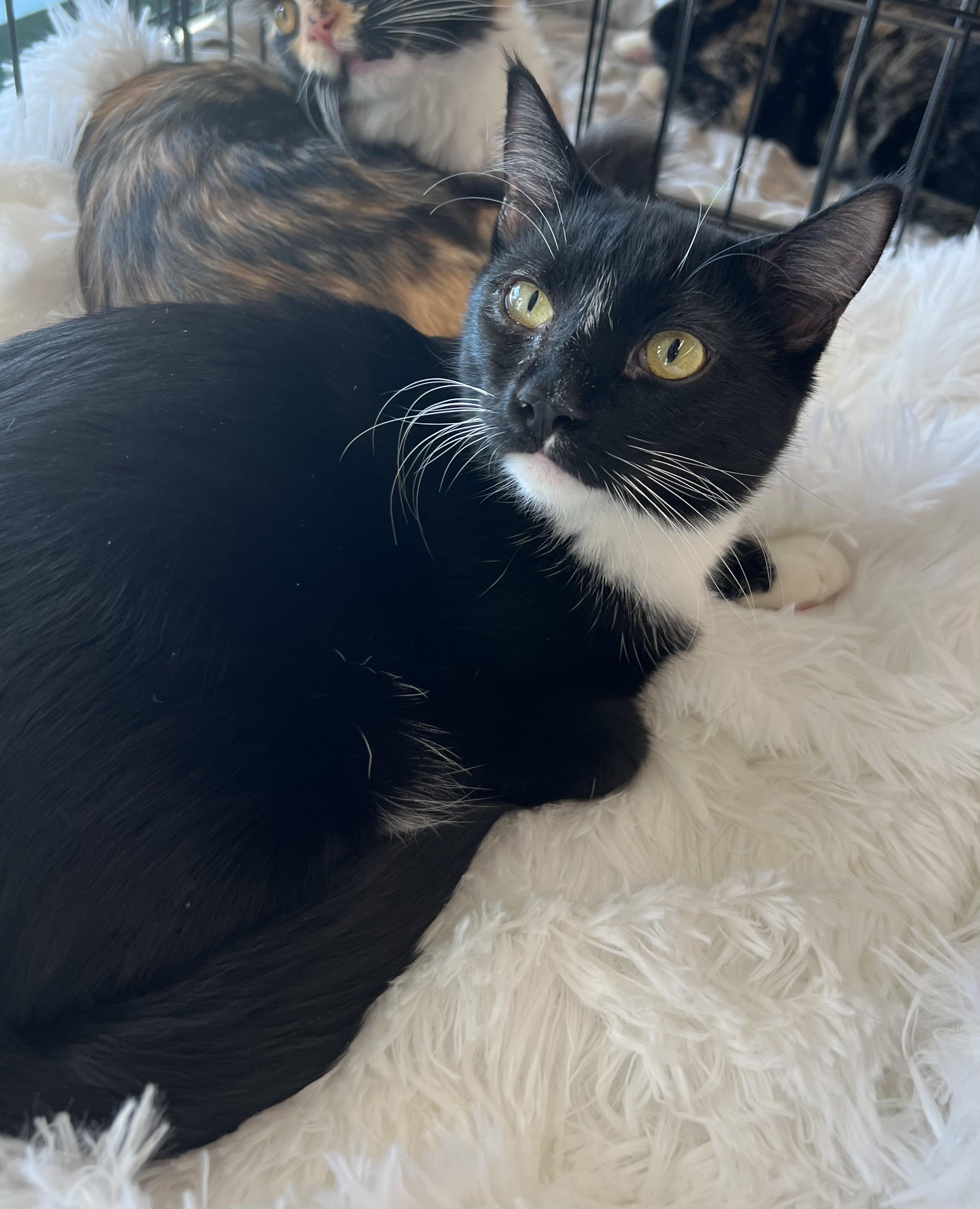 Enlarge Bond, a Adopted Domestic Short Hair in La Puente, CA image 1/6