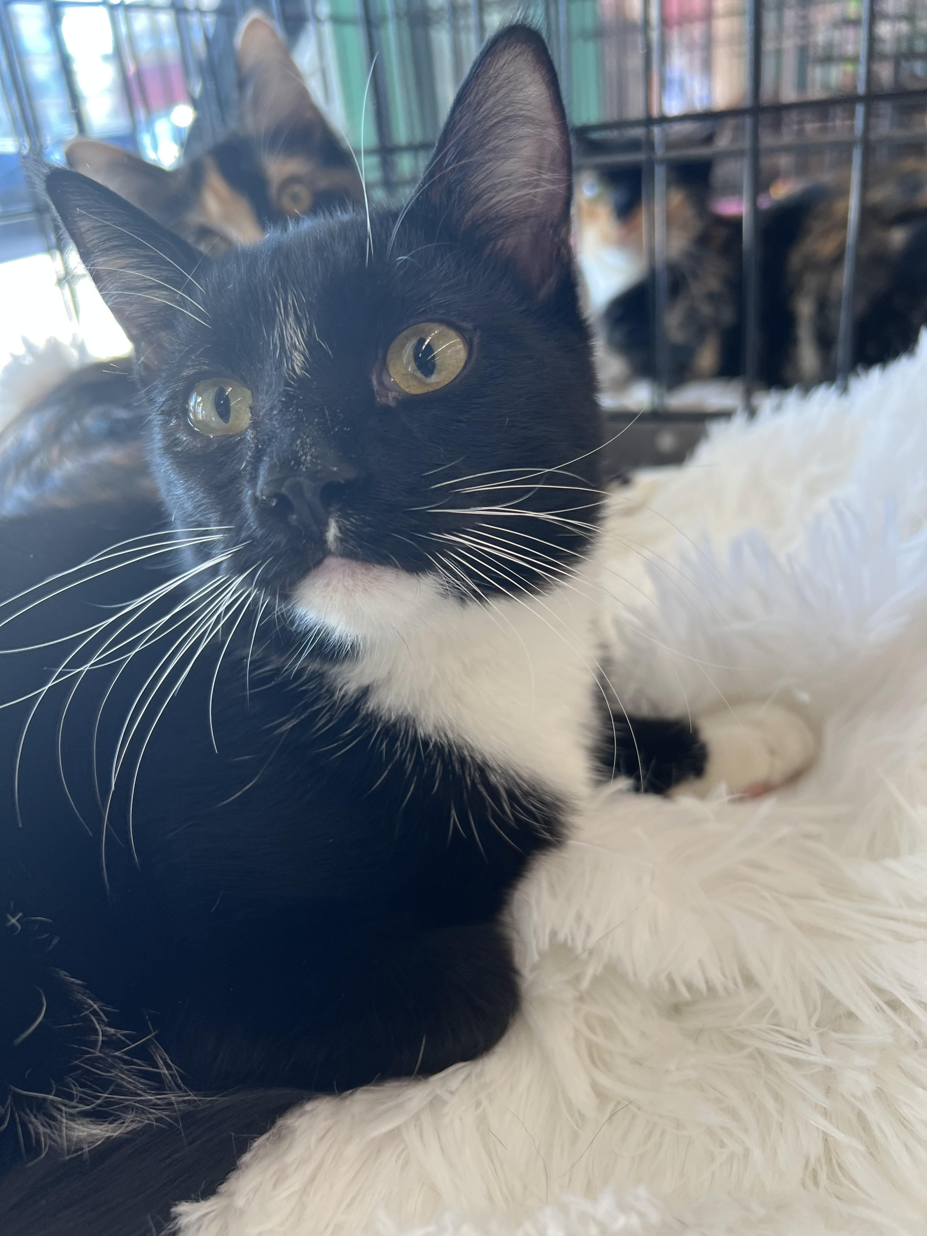 Enlarge Bond, a Adopted Domestic Short Hair in La Puente, CA image 2/6