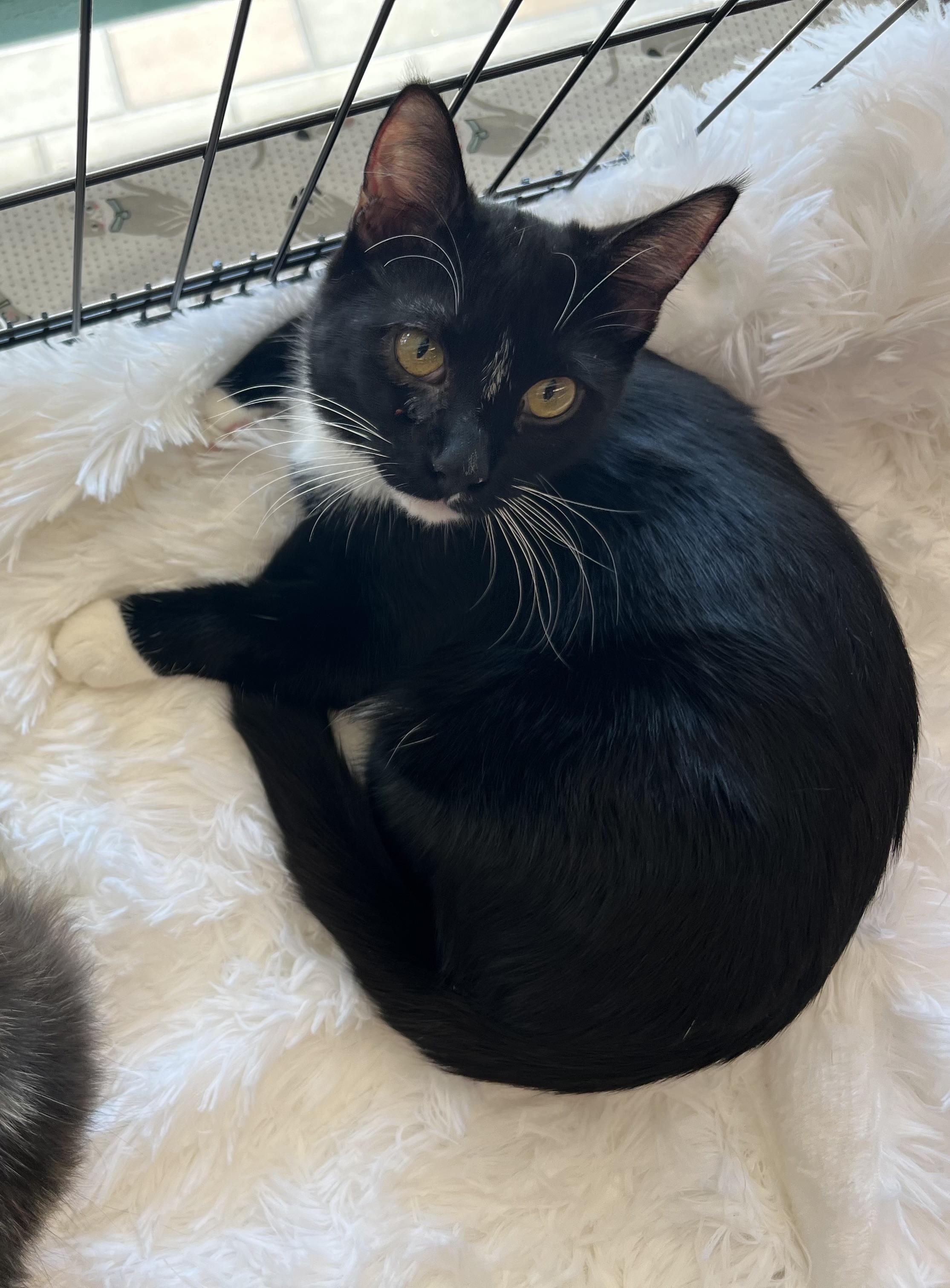 Enlarge Bond, a Adopted Domestic Short Hair in La Puente, CA image 4/6