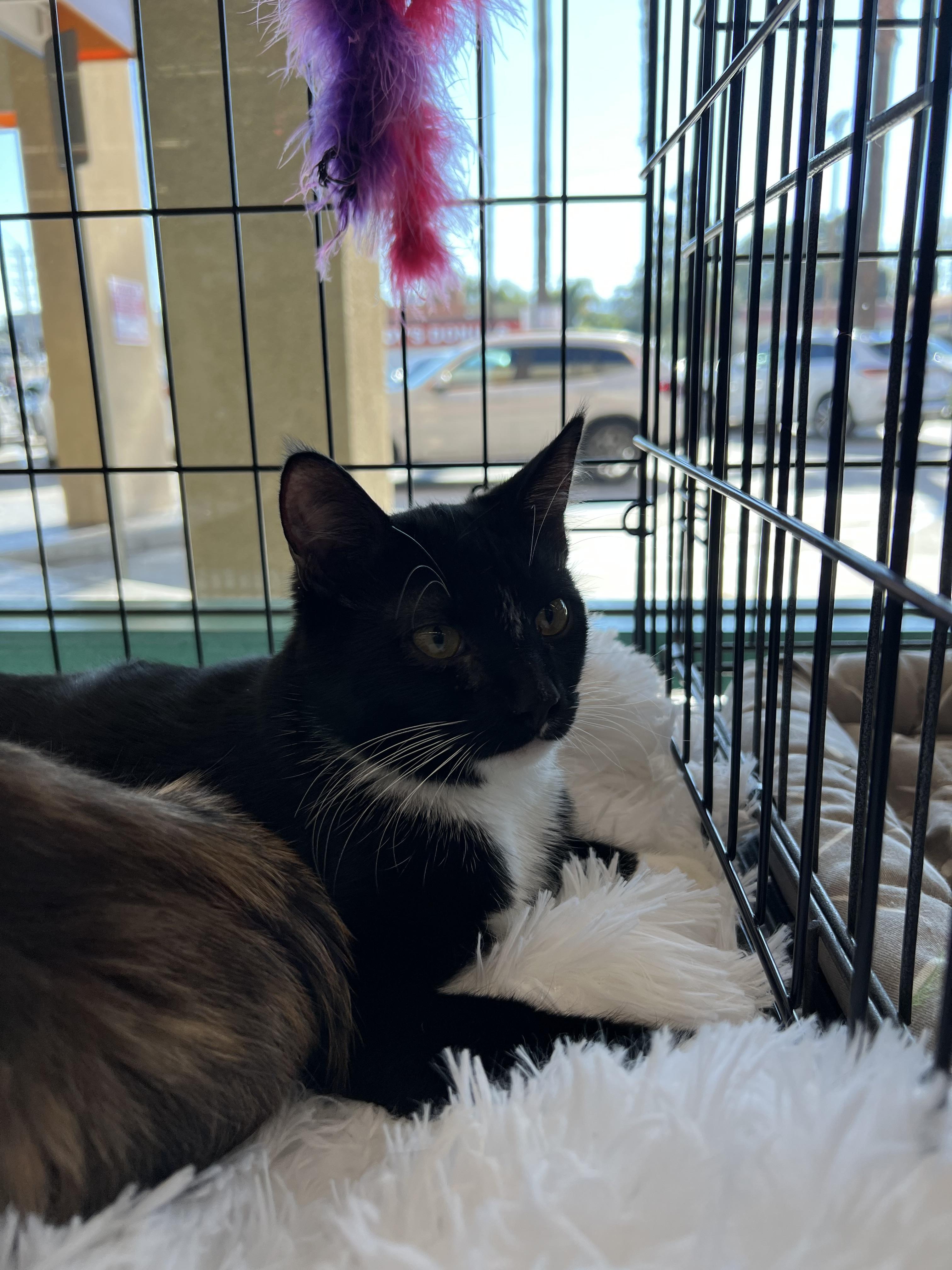 Enlarge Bond, a Adopted Domestic Short Hair in La Puente, CA image 5/6