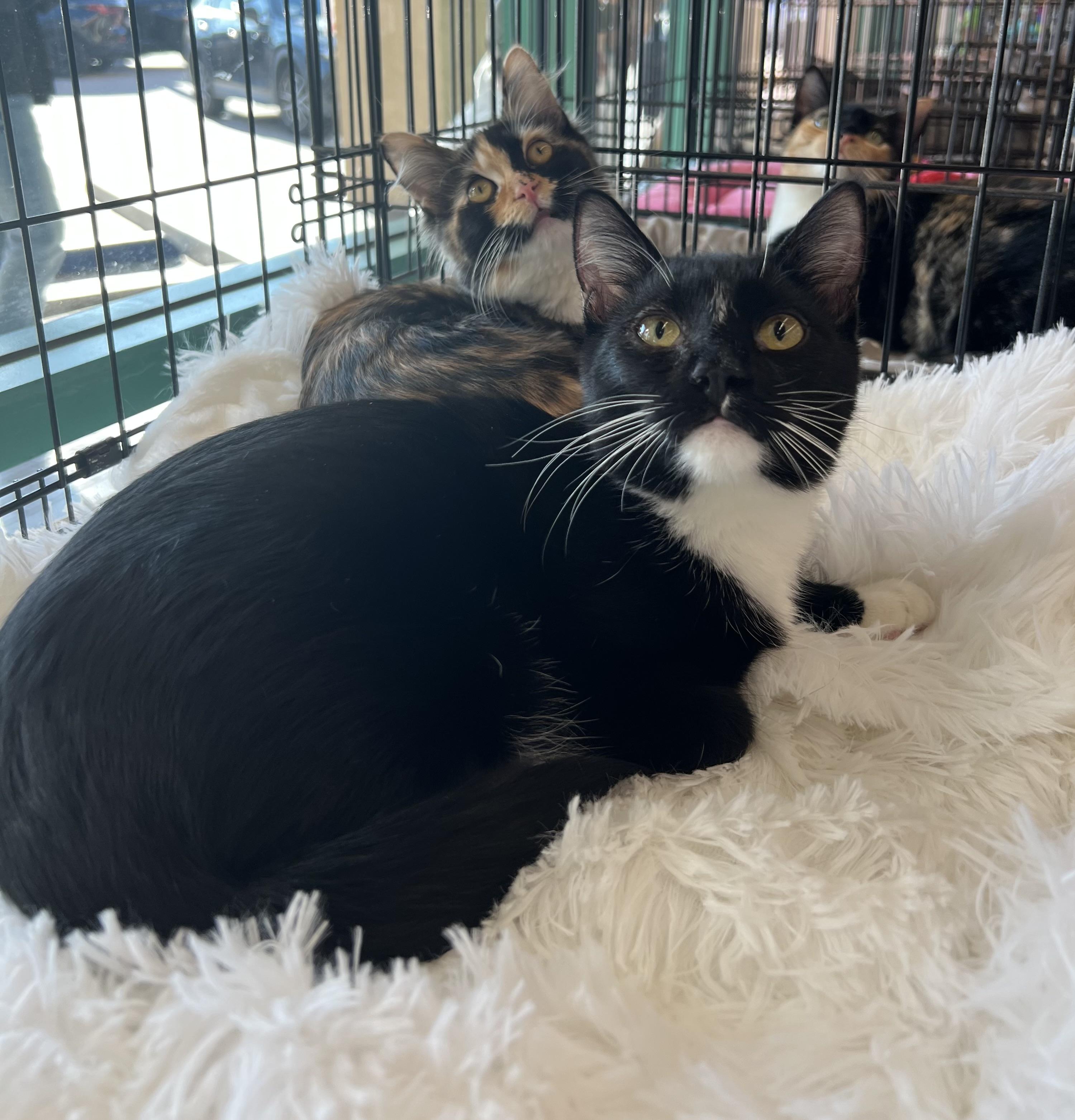 Enlarge Bond, a Adopted Domestic Short Hair in La Puente, CA image 6/6